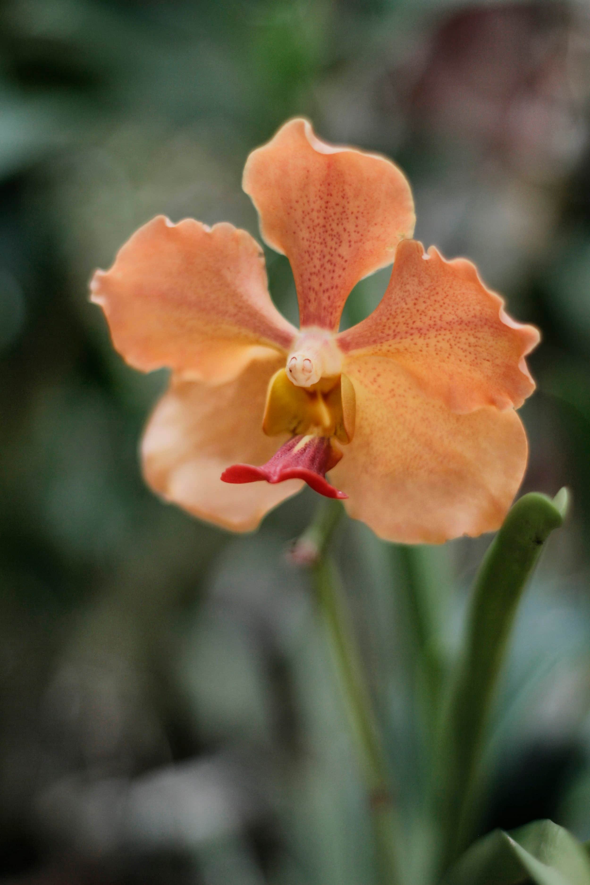 Orchids at Royal Botanic Gardens of Peradeniya, Kandy Sri Lanka