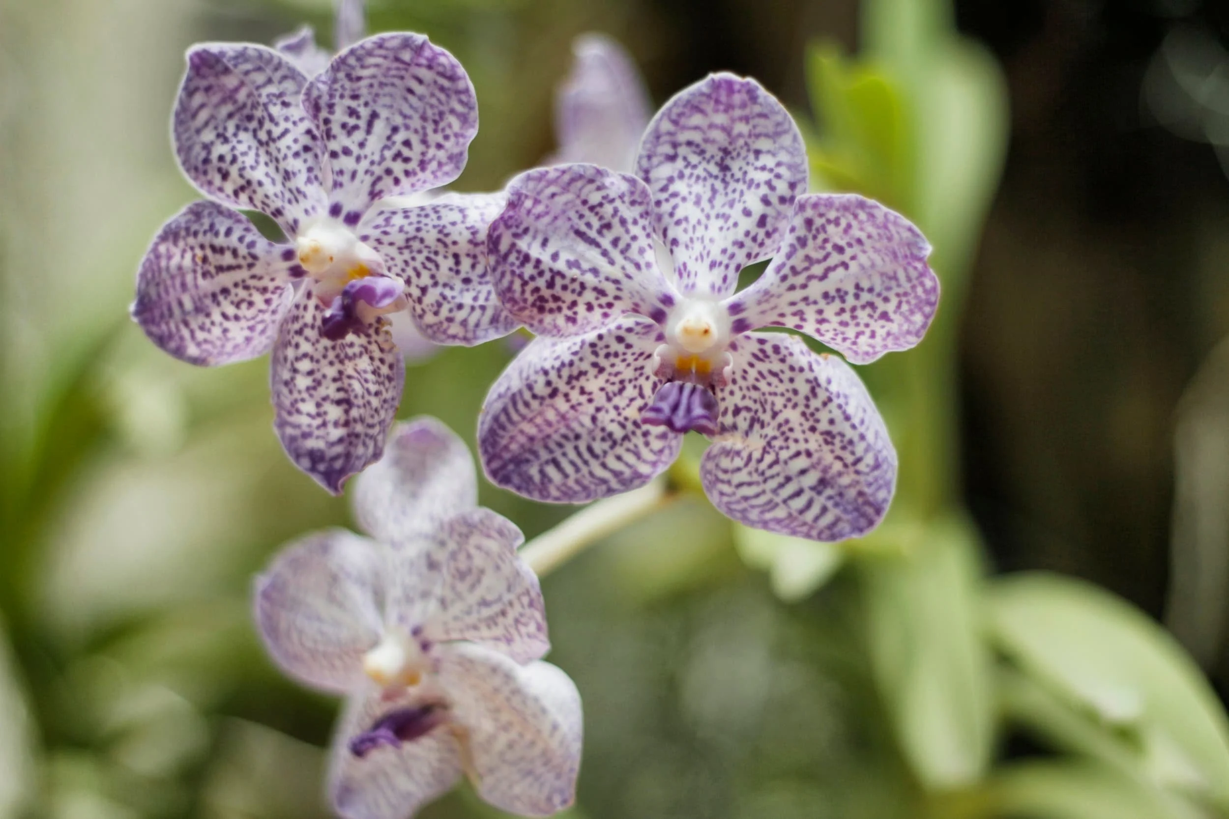 Orchids at Royal Botanic Gardens of Peradeniya, Kandy Sri Lanka