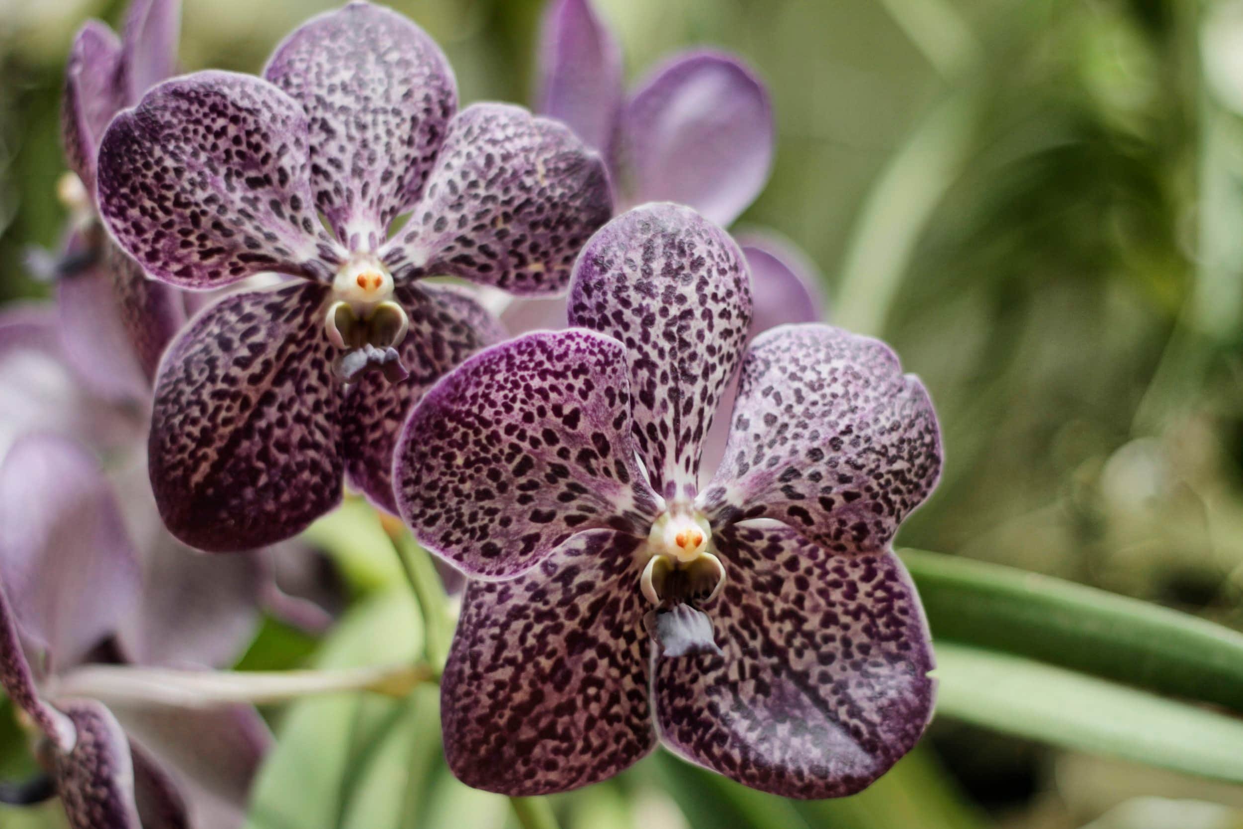 Orchids at Royal Botanic Gardens of Peradeniya, Kandy Sri Lanka