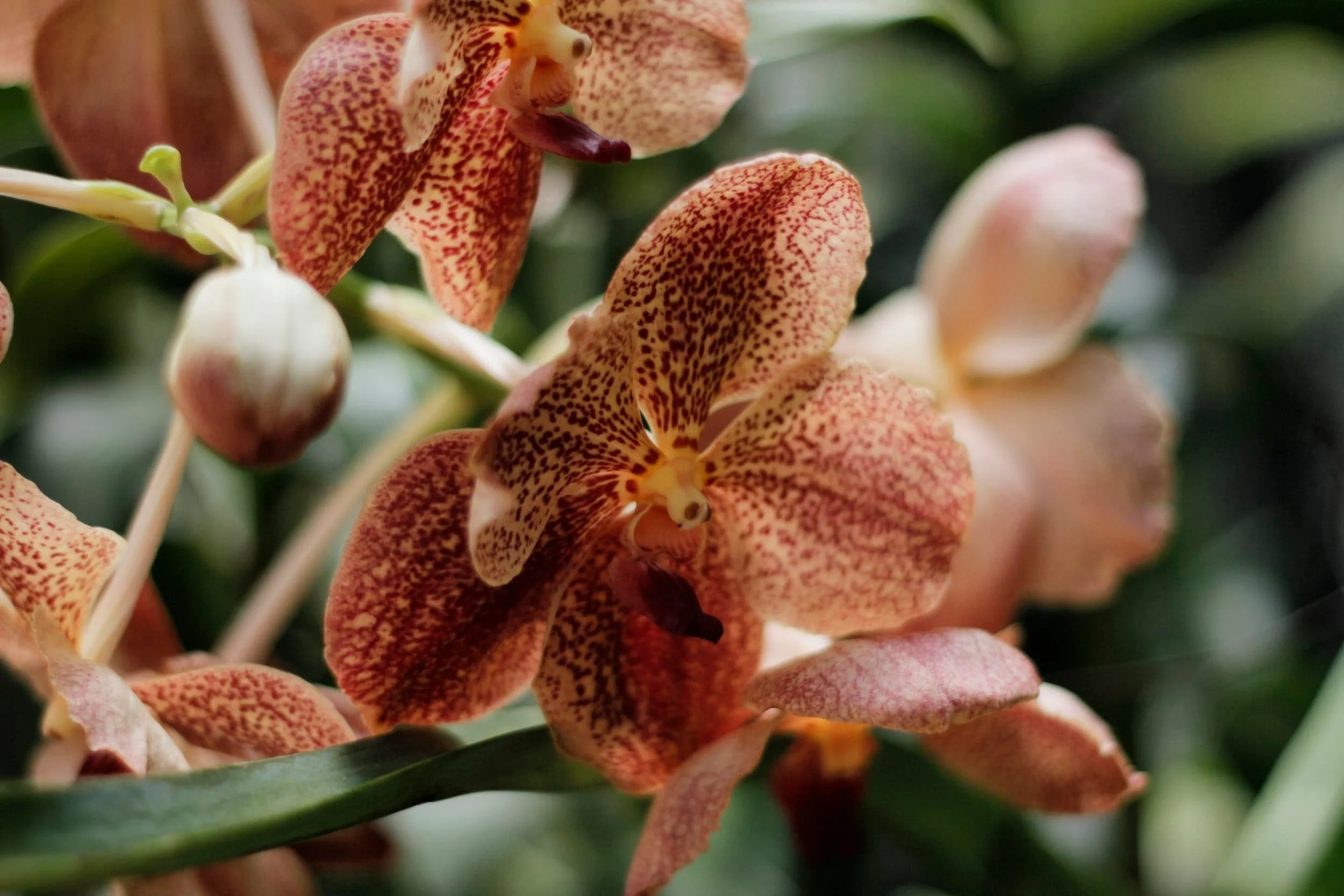 Orchids at Royal Botanic Gardens of Peradeniya, Kandy Sri Lanka