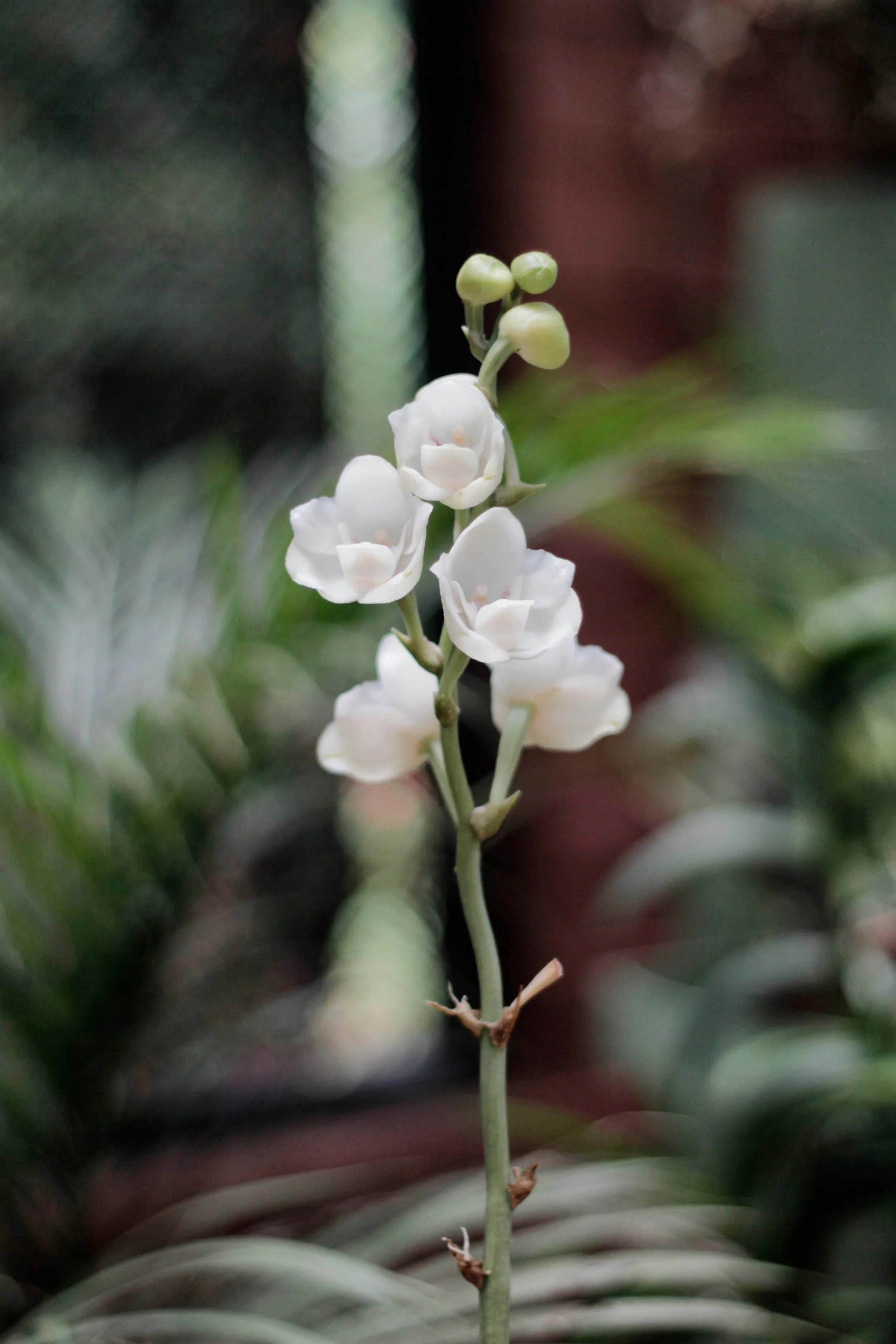 Orchids at Royal Botanic Gardens of Peradeniya, Kandy Sri Lanka