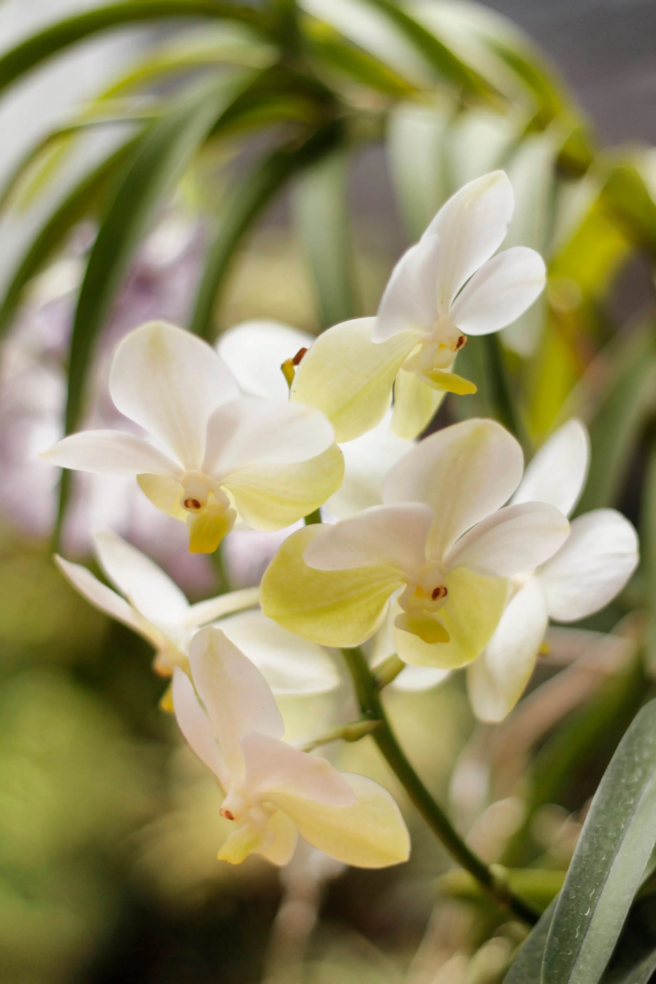 Orchids at Royal Botanic Gardens of Peradeniya, Kandy Sri Lanka