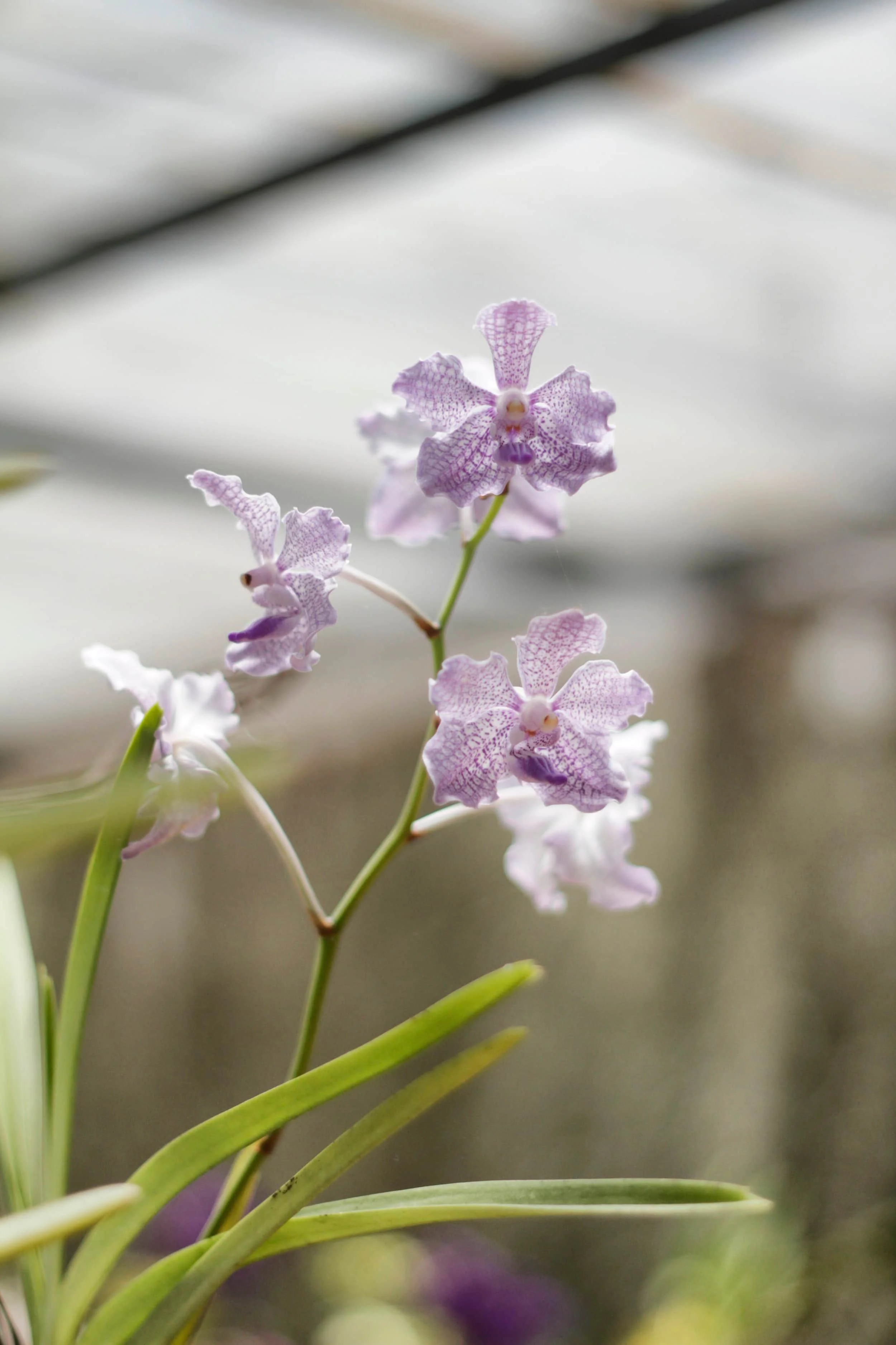 Orchids at Royal Botanic Gardens of Peradeniya, Kandy Sri Lanka