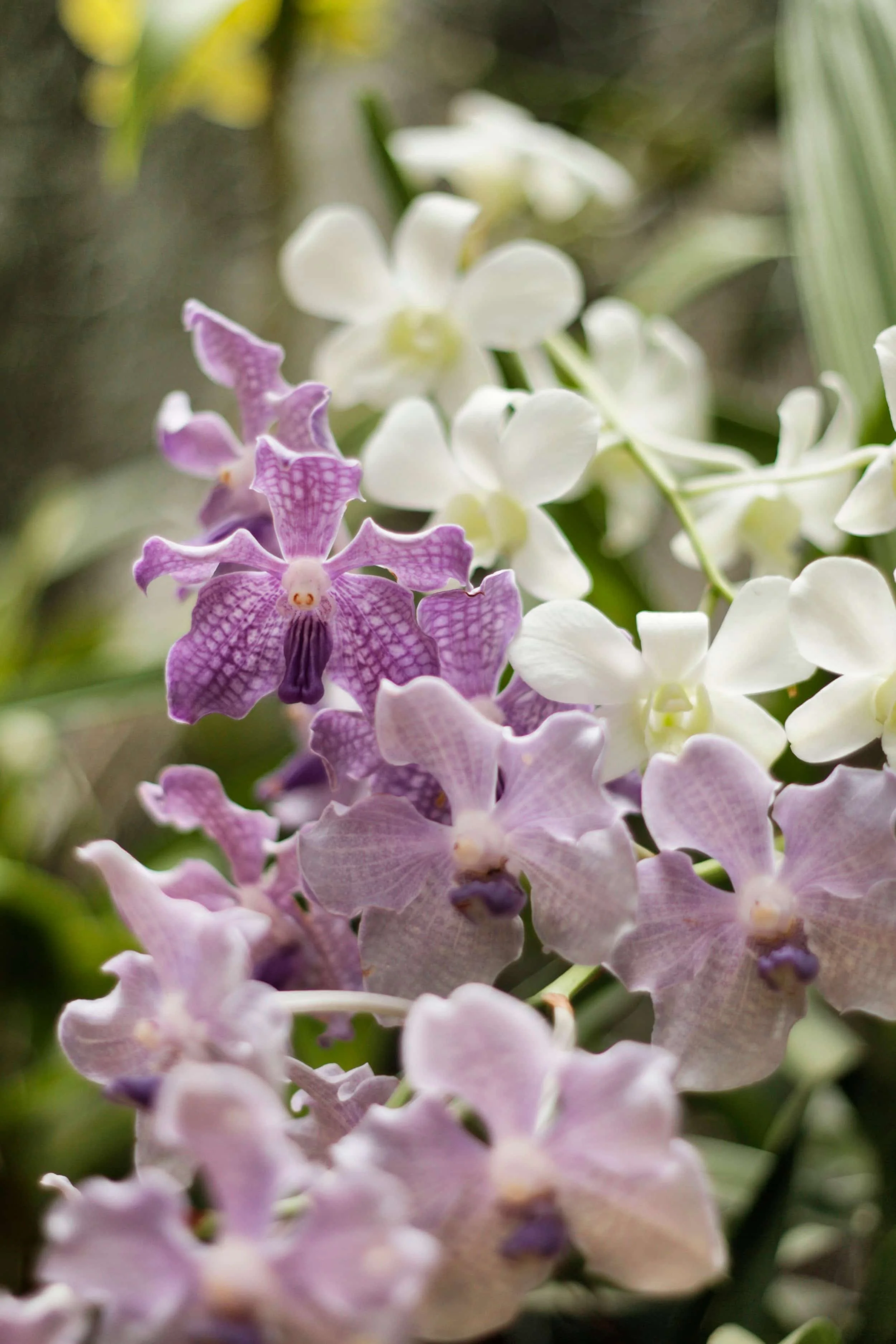 Orchids at Royal Botanic Gardens of Peradeniya, Kandy Sri Lanka