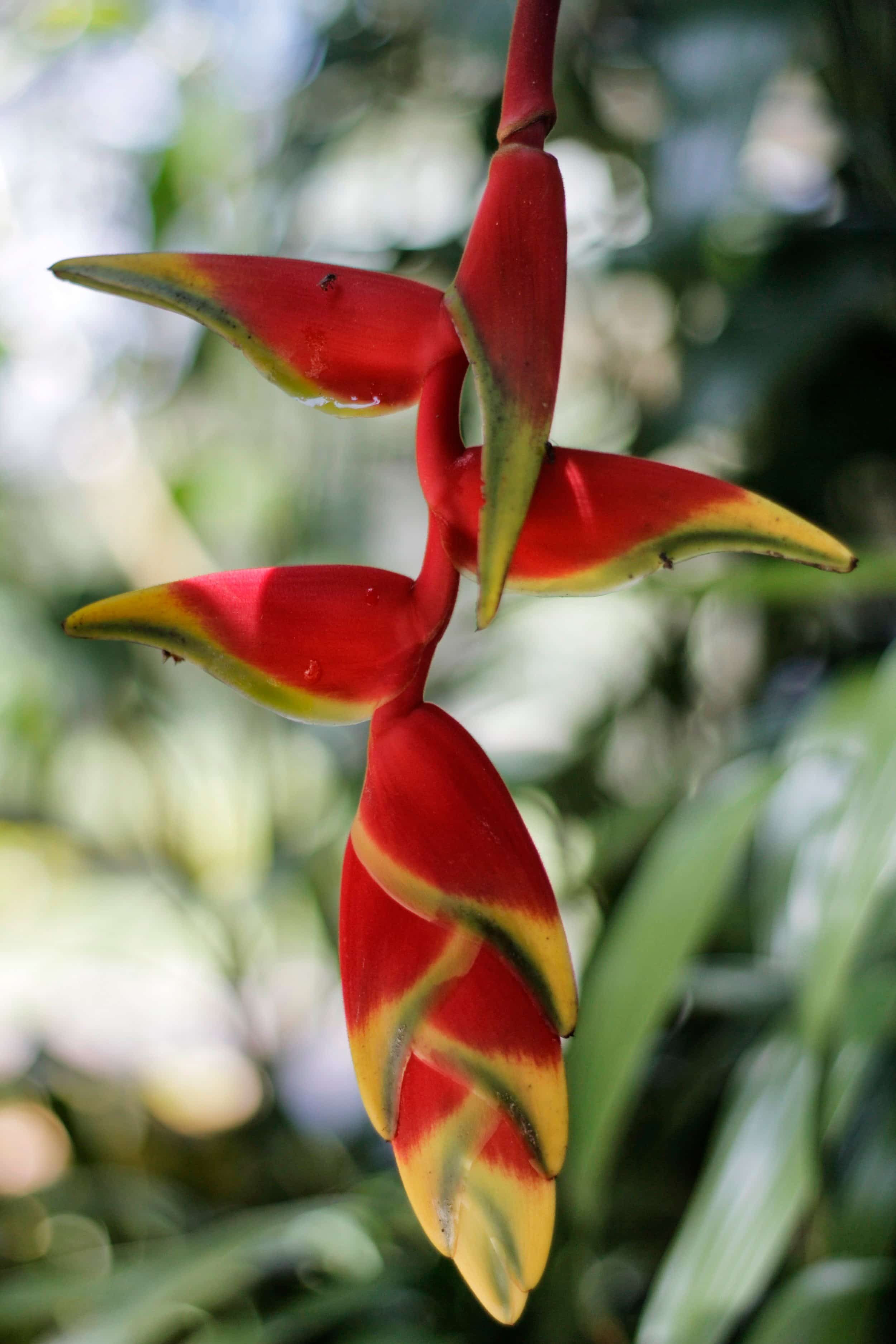Royal Botanic Gardens of Peradeniya, Kandy Sri Lanka