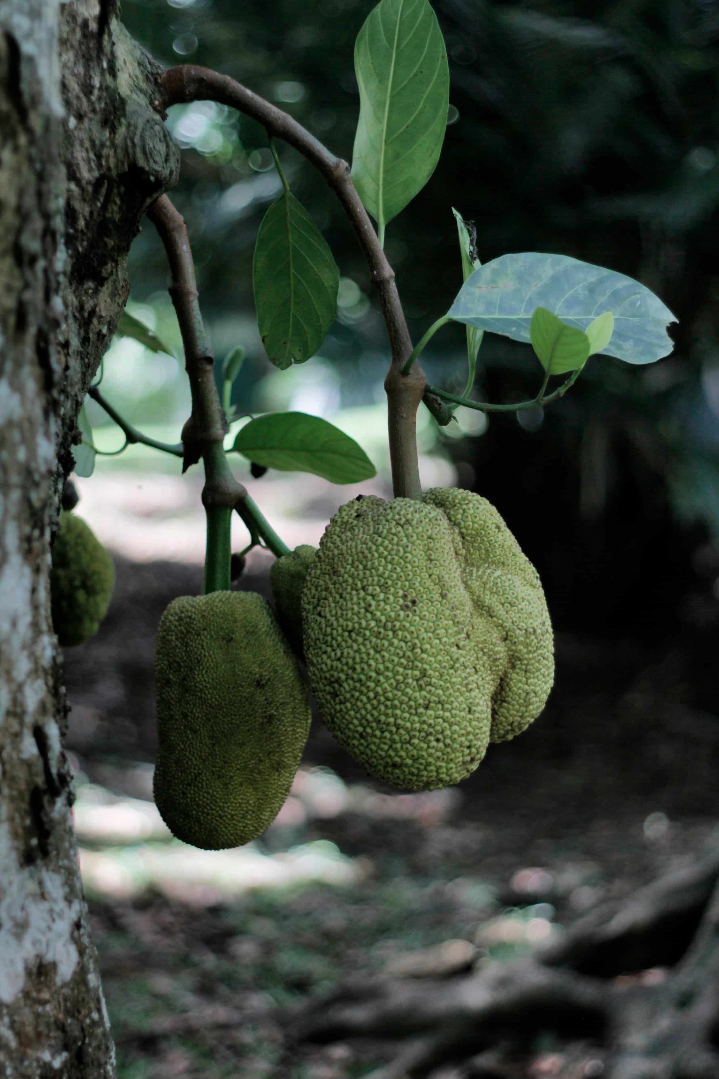 Royal Botanic Gardens of Peradeniya, Kandy Sri Lanka
