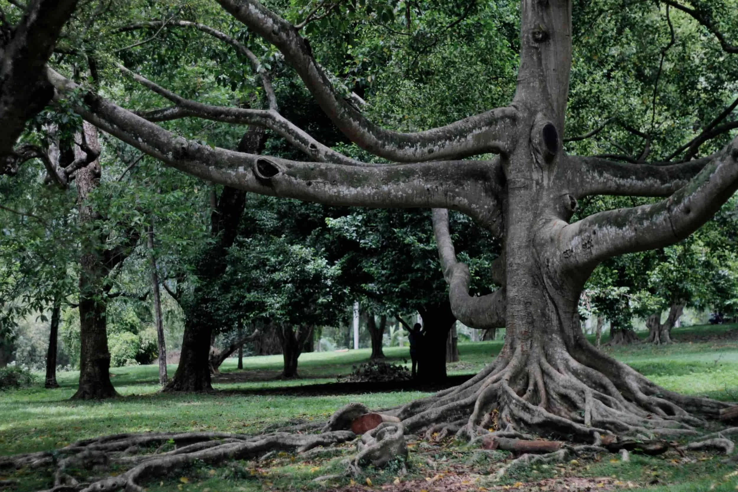 Royal Botanic Gardens of Peradeniya, Kandy Sri Lanka