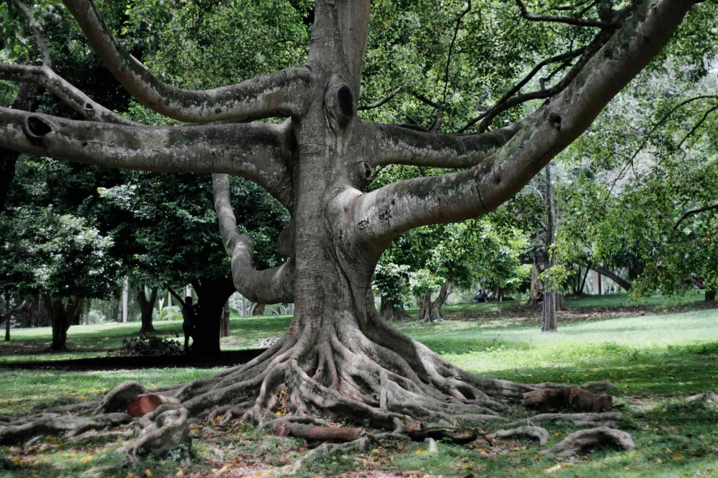 Royal Botanic Gardens of Peradeniya, Kandy Sri Lanka