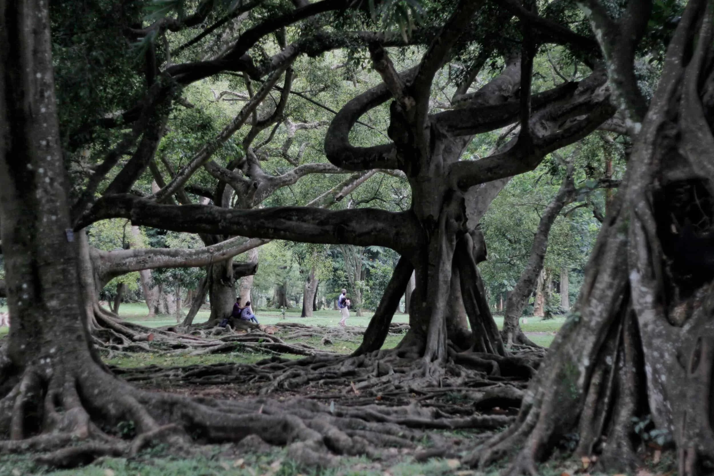 Royal Botanic Gardens of Peradeniya, Kandy Sri Lanka