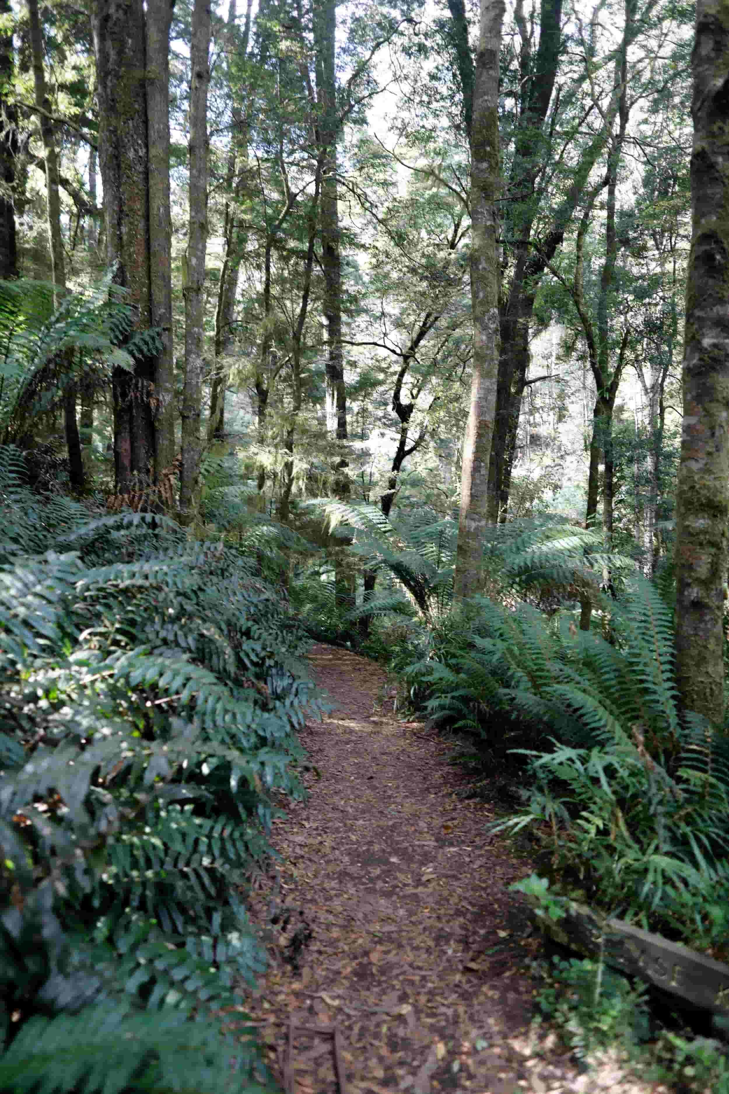 Great Ocean Road tour - Melba Gully