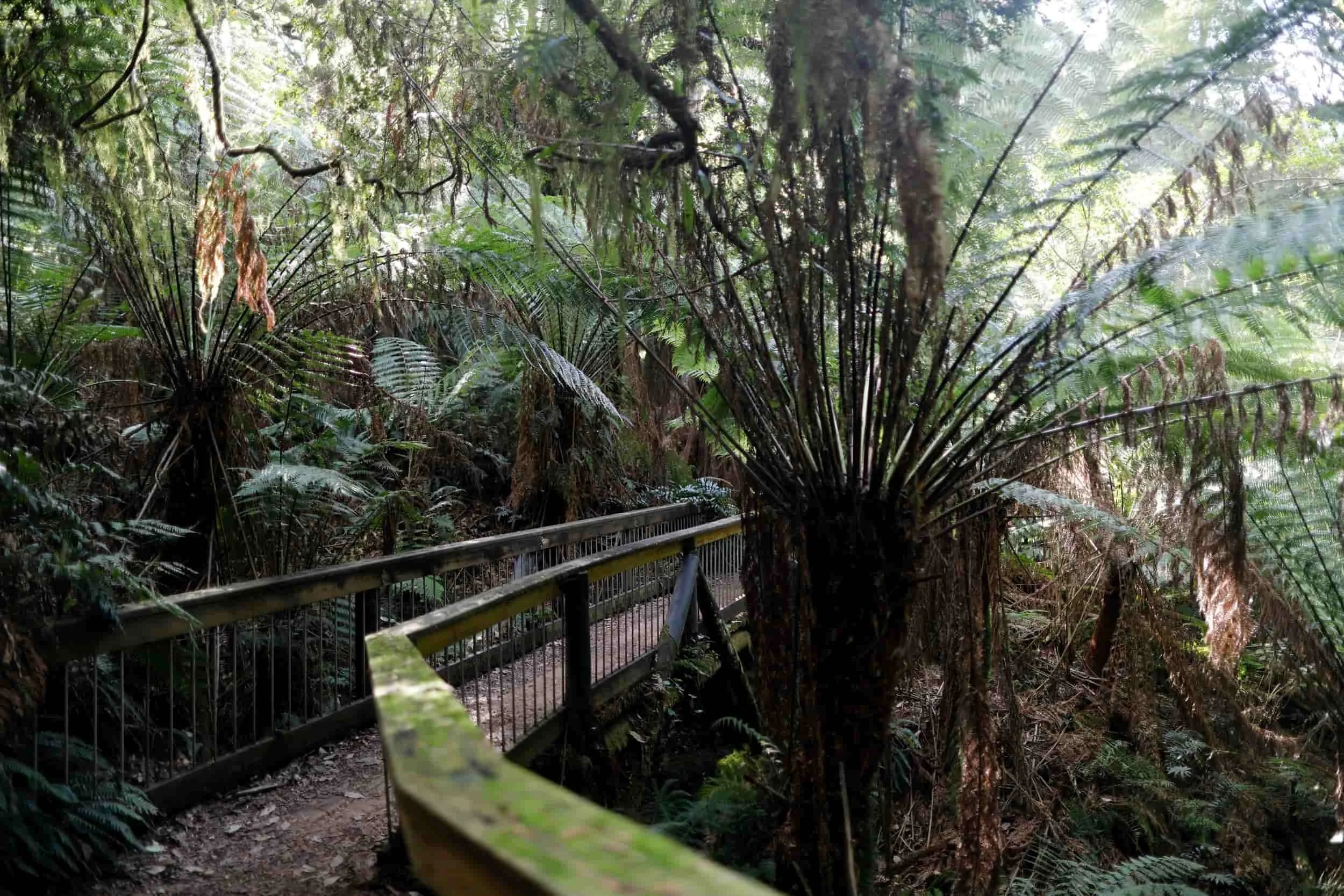 Great Ocean Road tour - Melba Gully