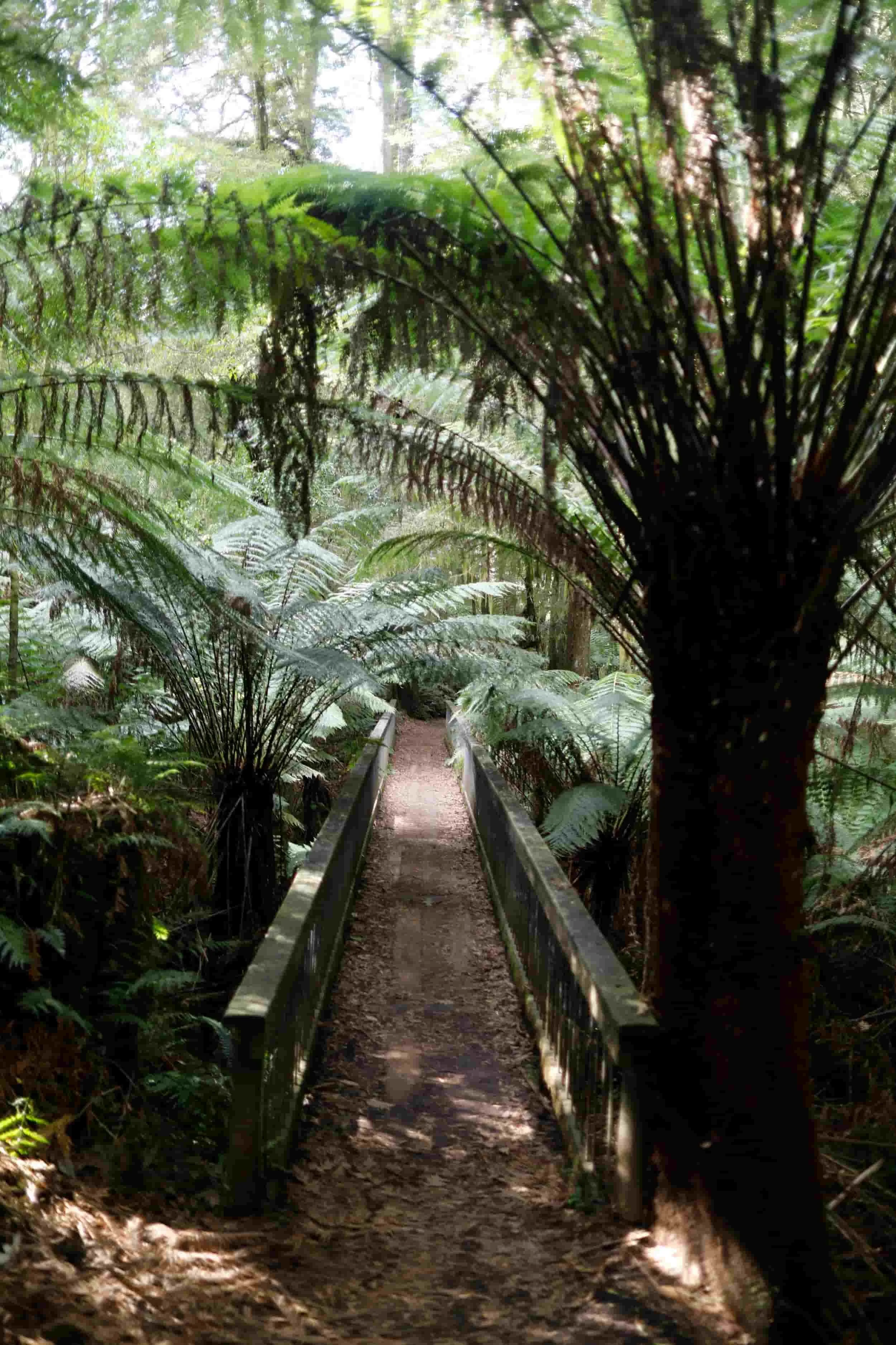 Great Ocean Road tour - Melba Gully