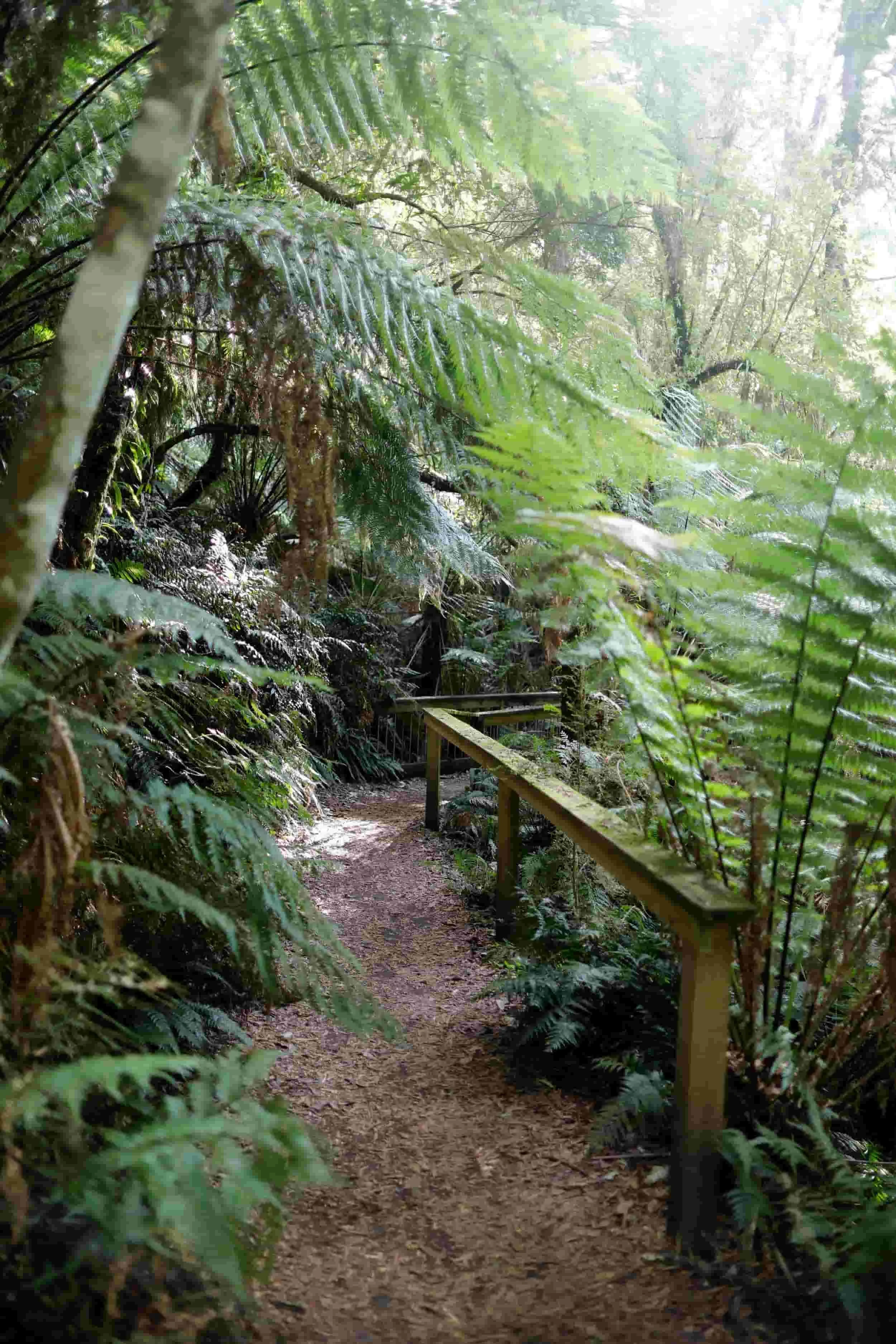 Great Ocean Road tour - Melba Gully