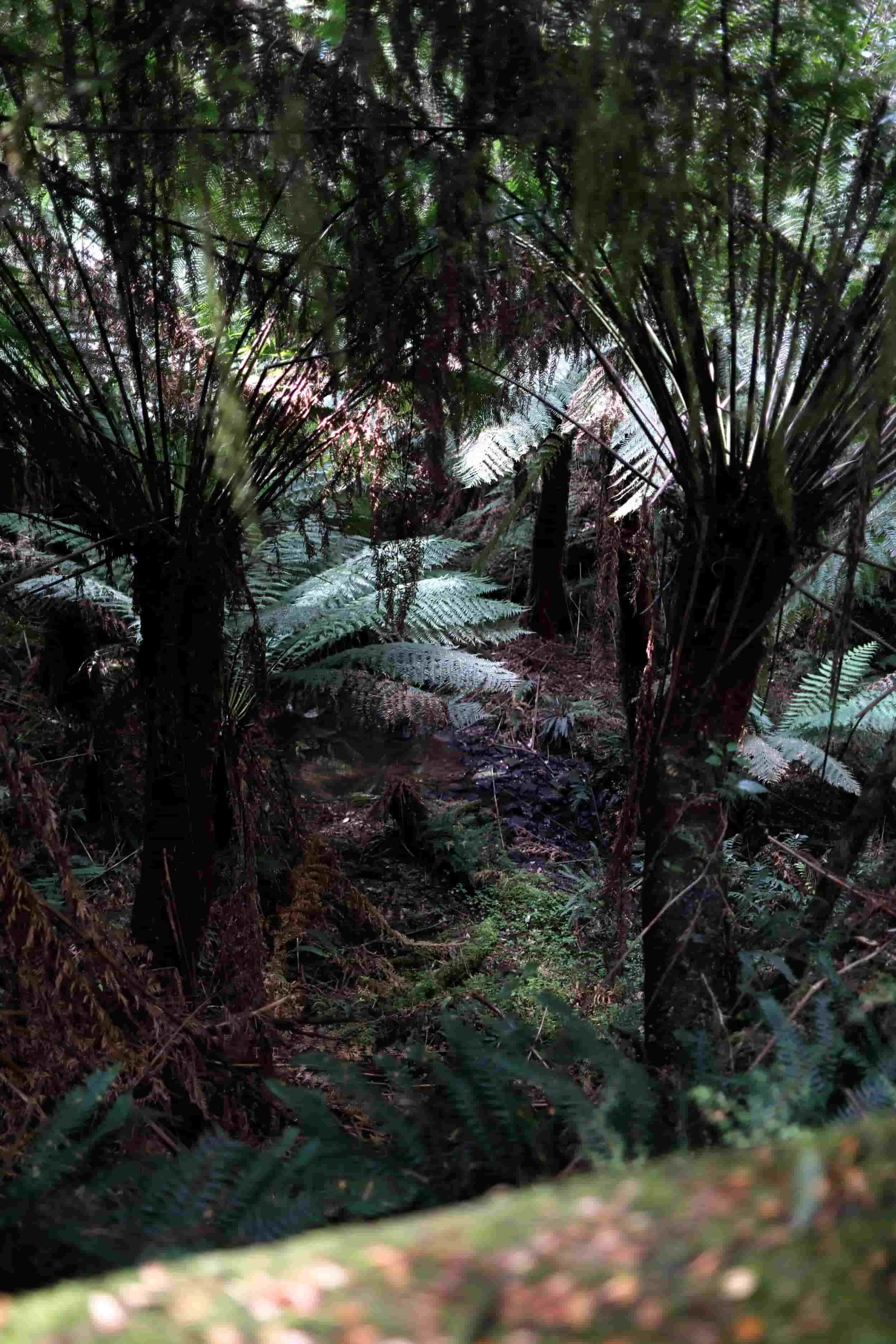 Great Ocean Road tour - Melba Gully