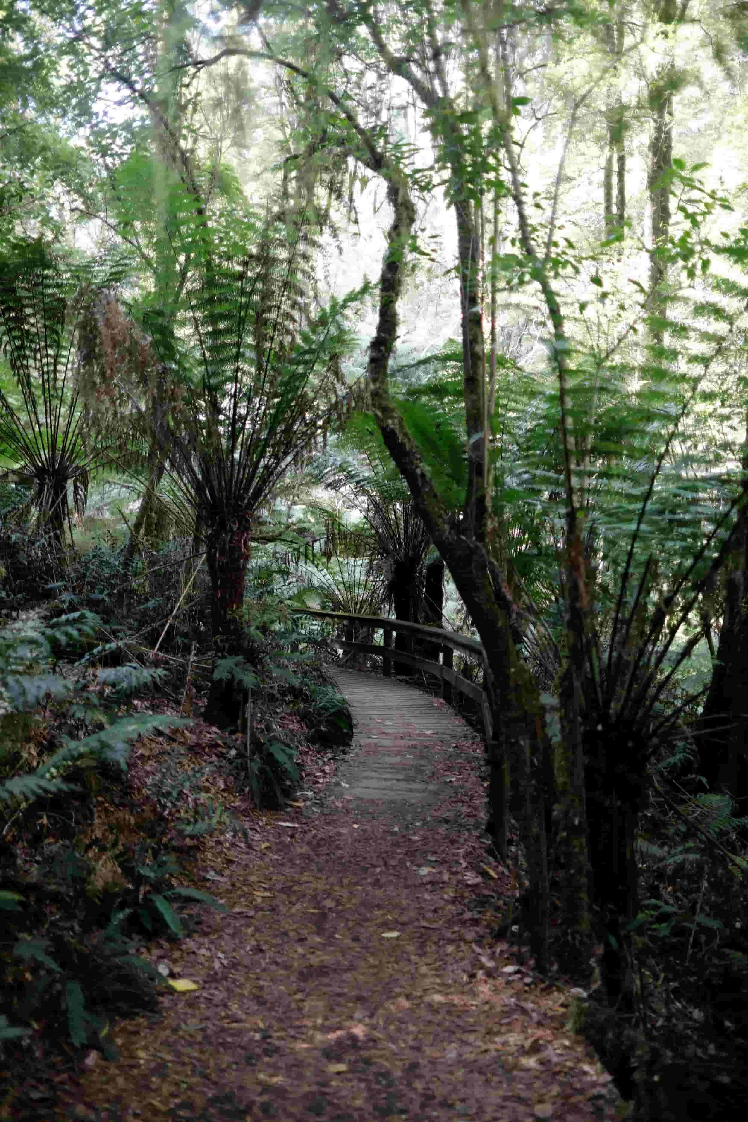 Great Ocean Road tour - Melba Gully