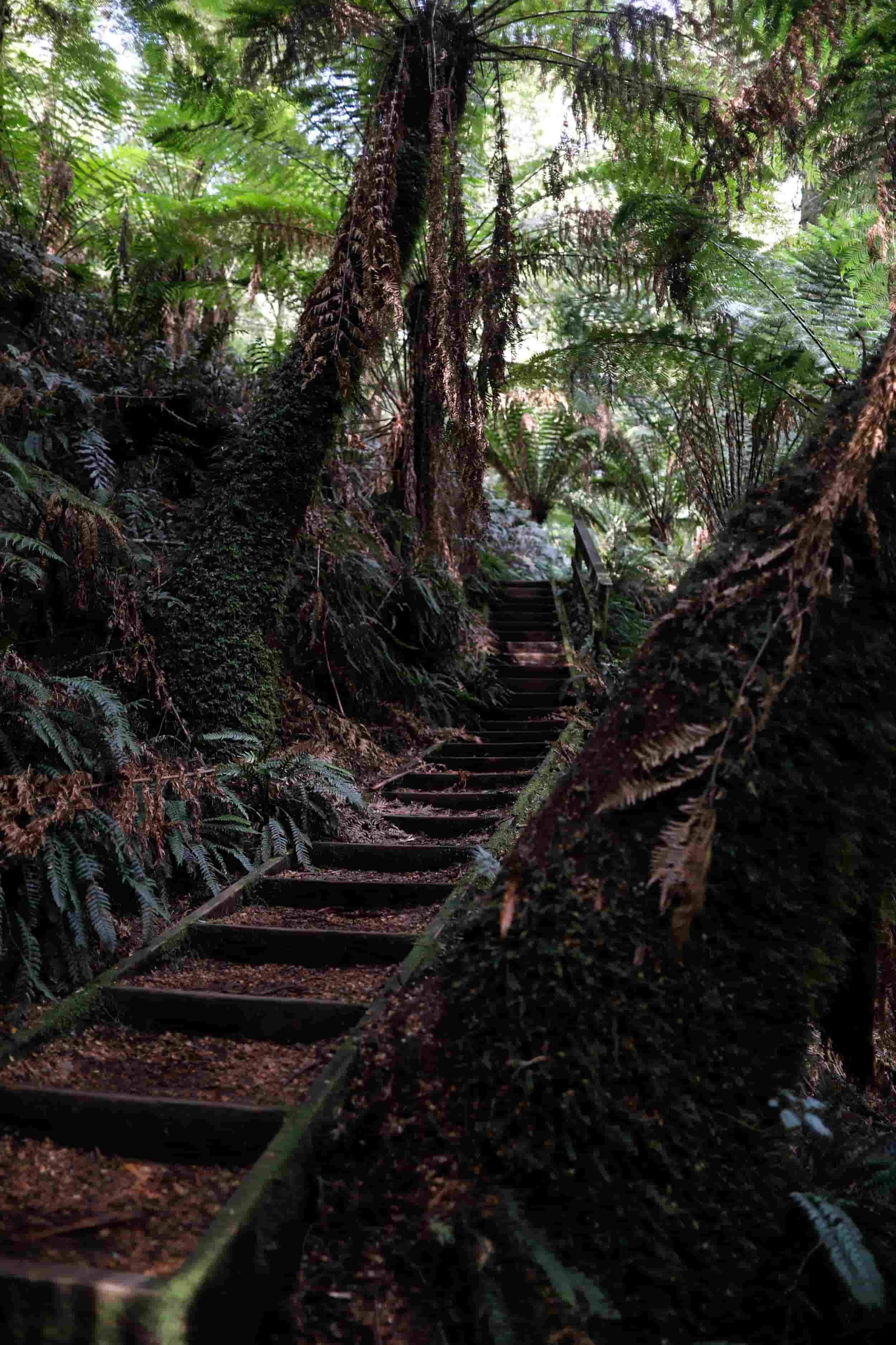 Great Ocean Road tour - Melba Gully