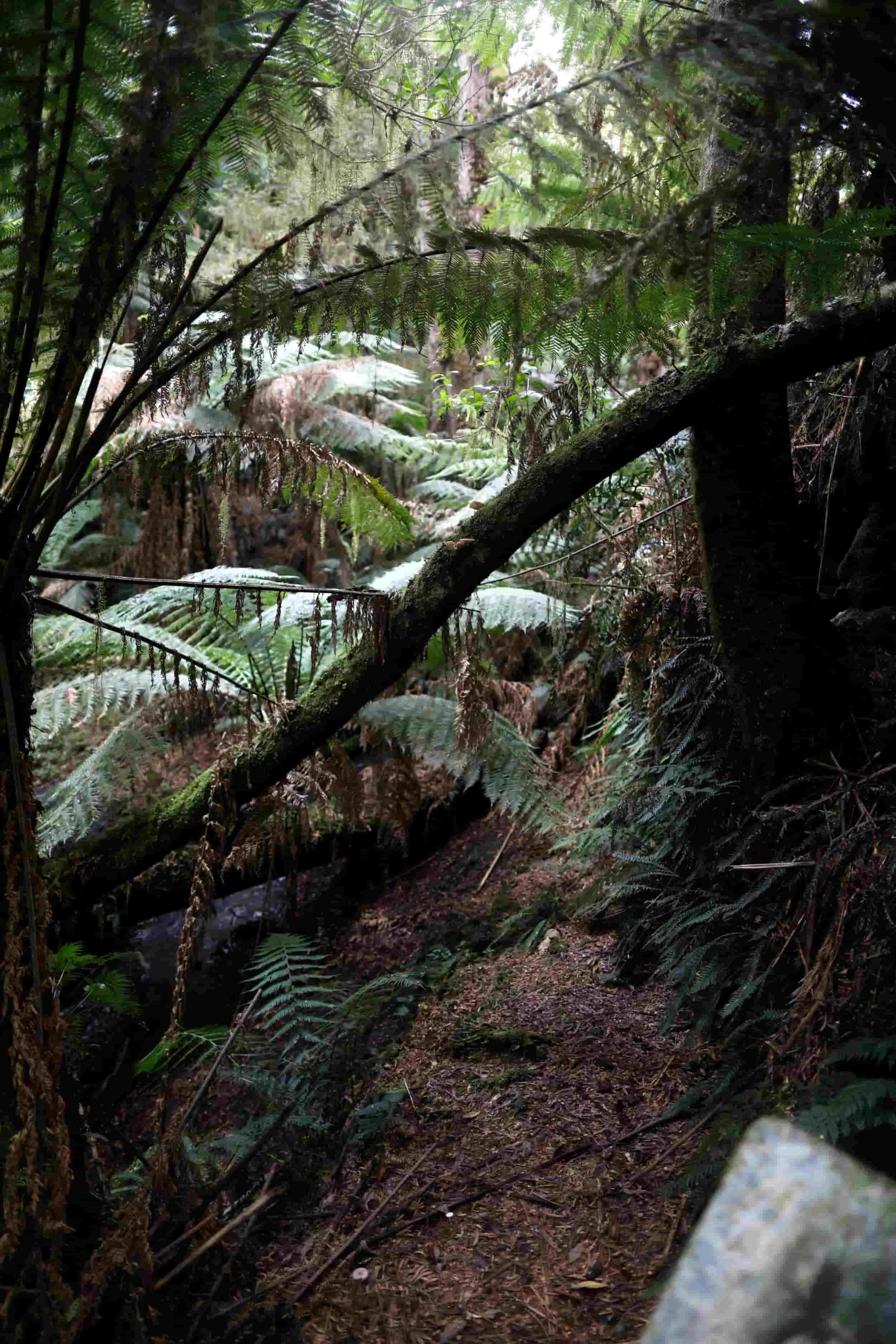Great Ocean Road tour - Melba Gully