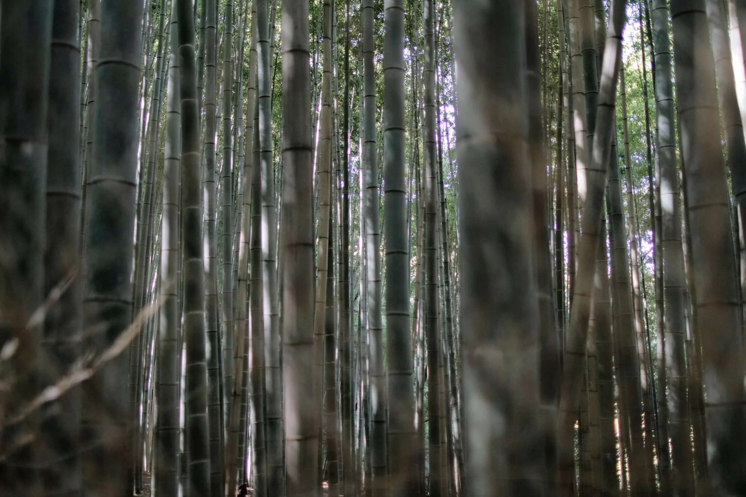 Arashiyama Bamboo Grove