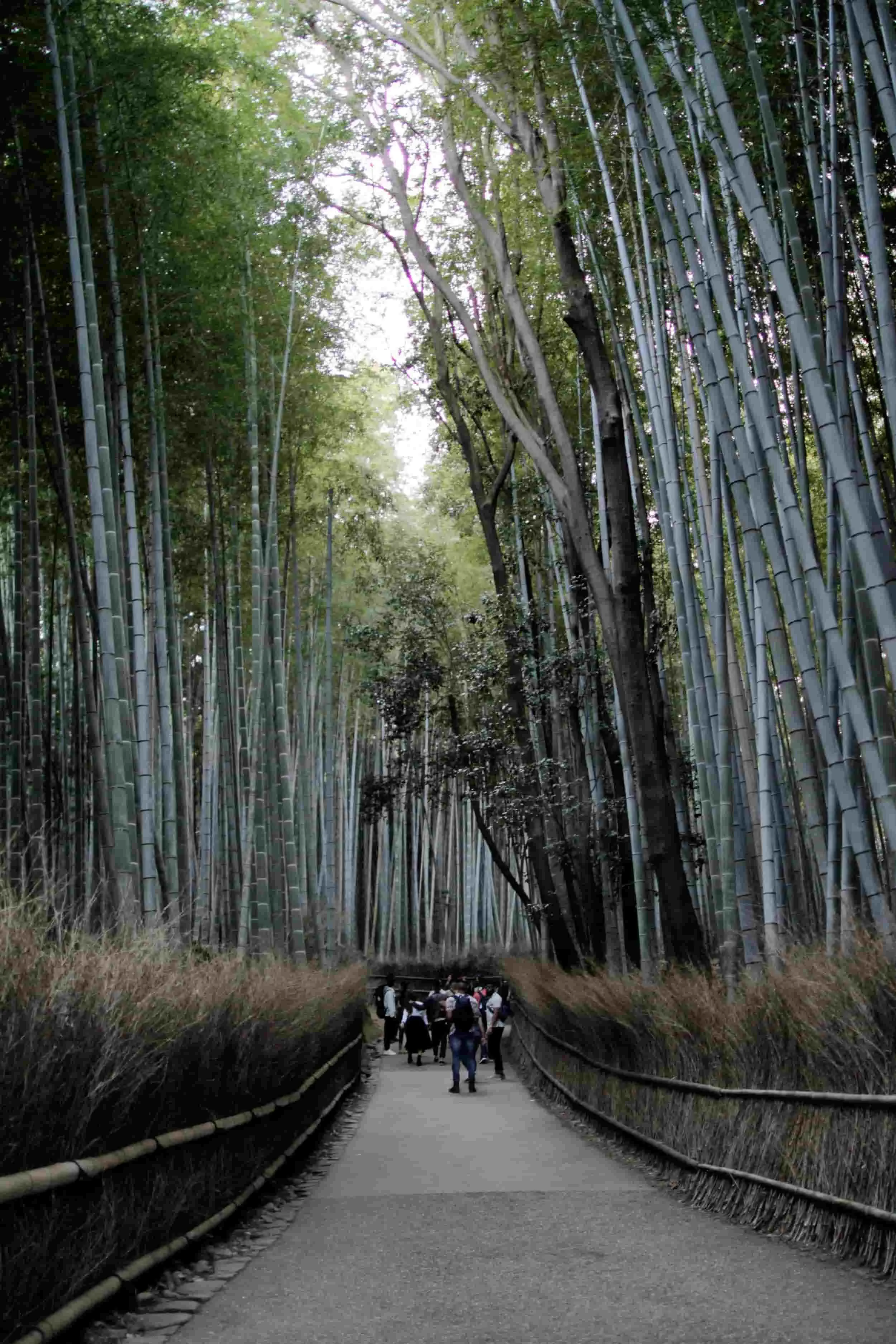 Arashiyama Bamboo Grove
