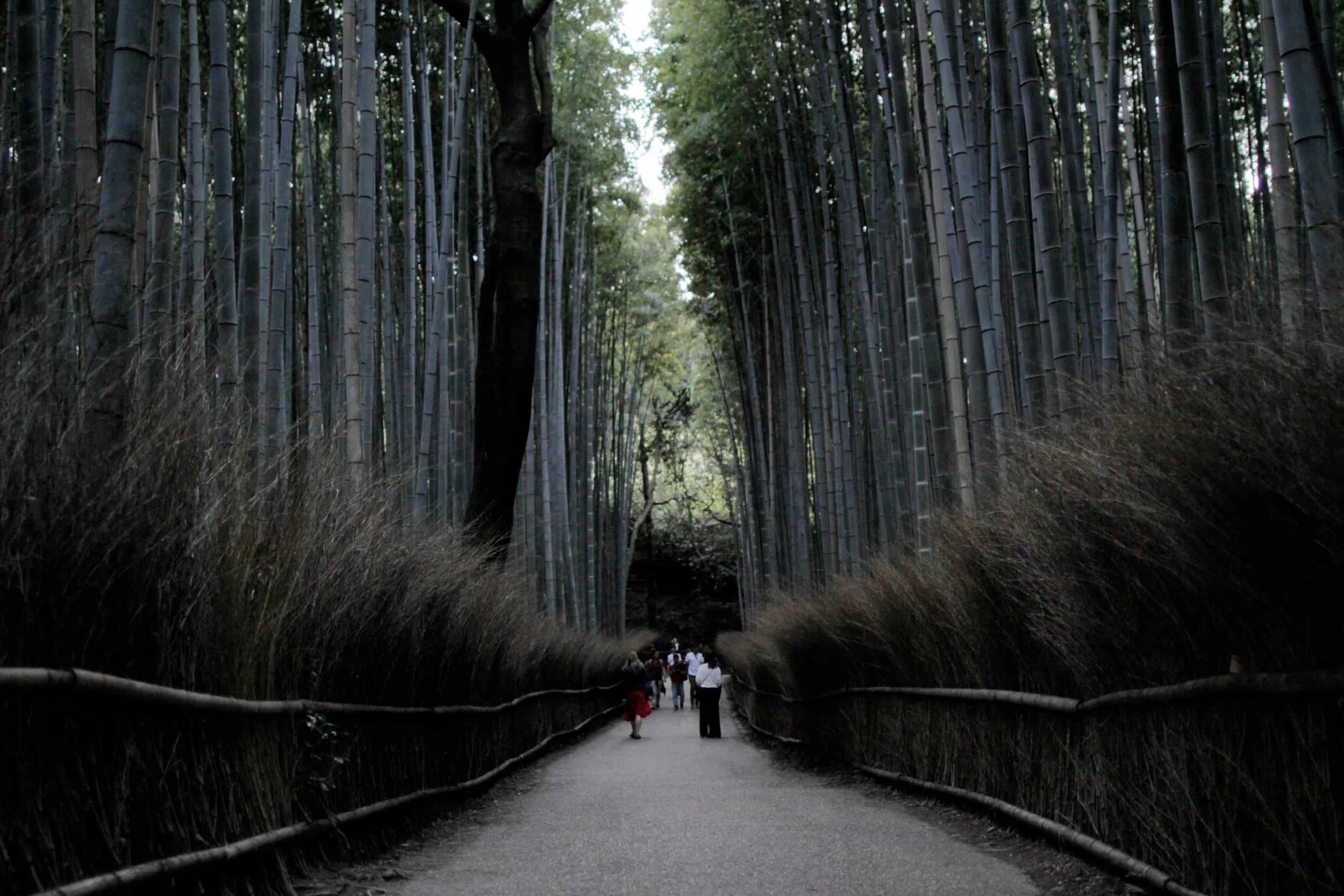 Arashiyama Bamboo Forest