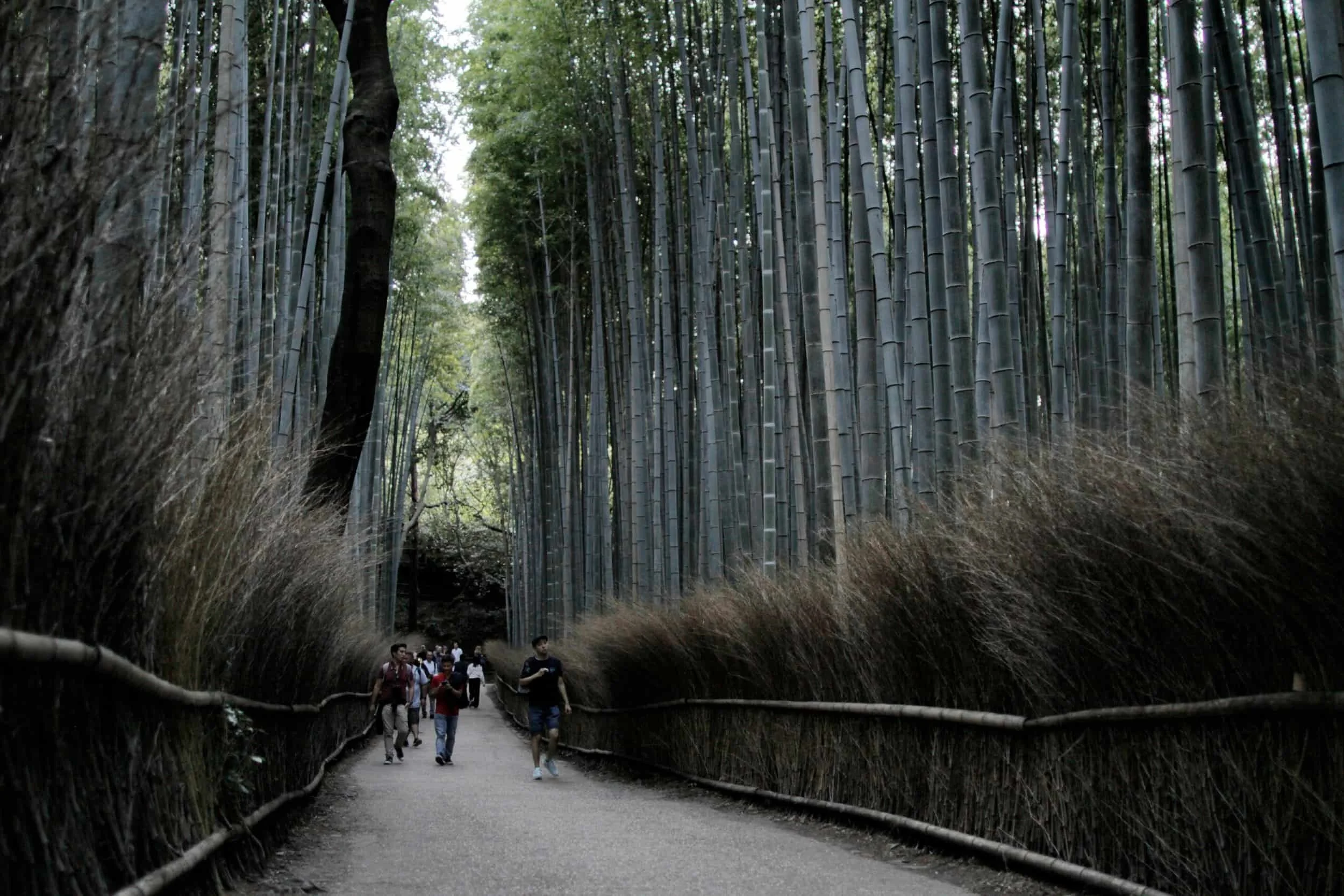 Arashiyama Bamboo Grove