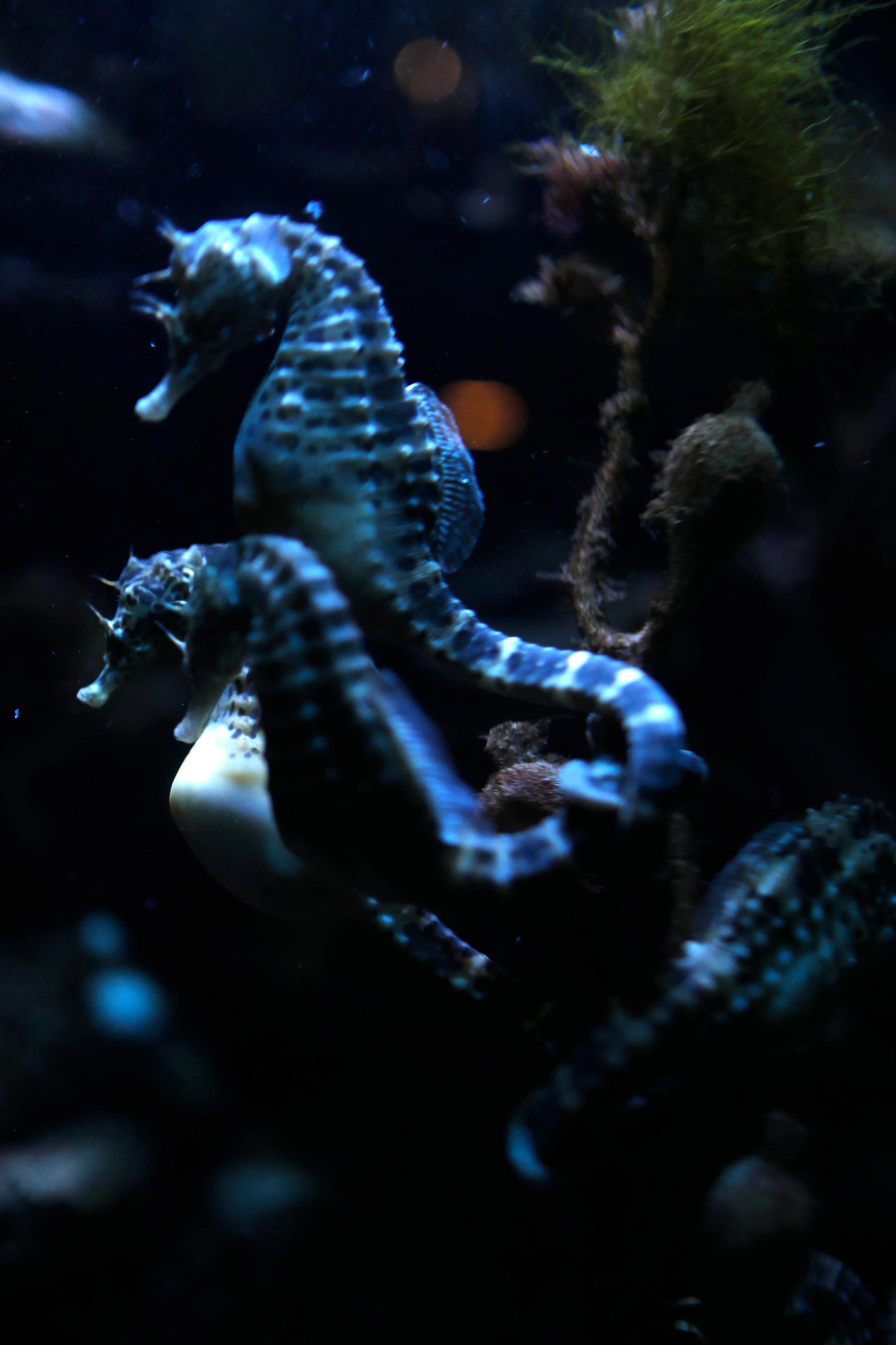 Musée Océanographique de Monaco