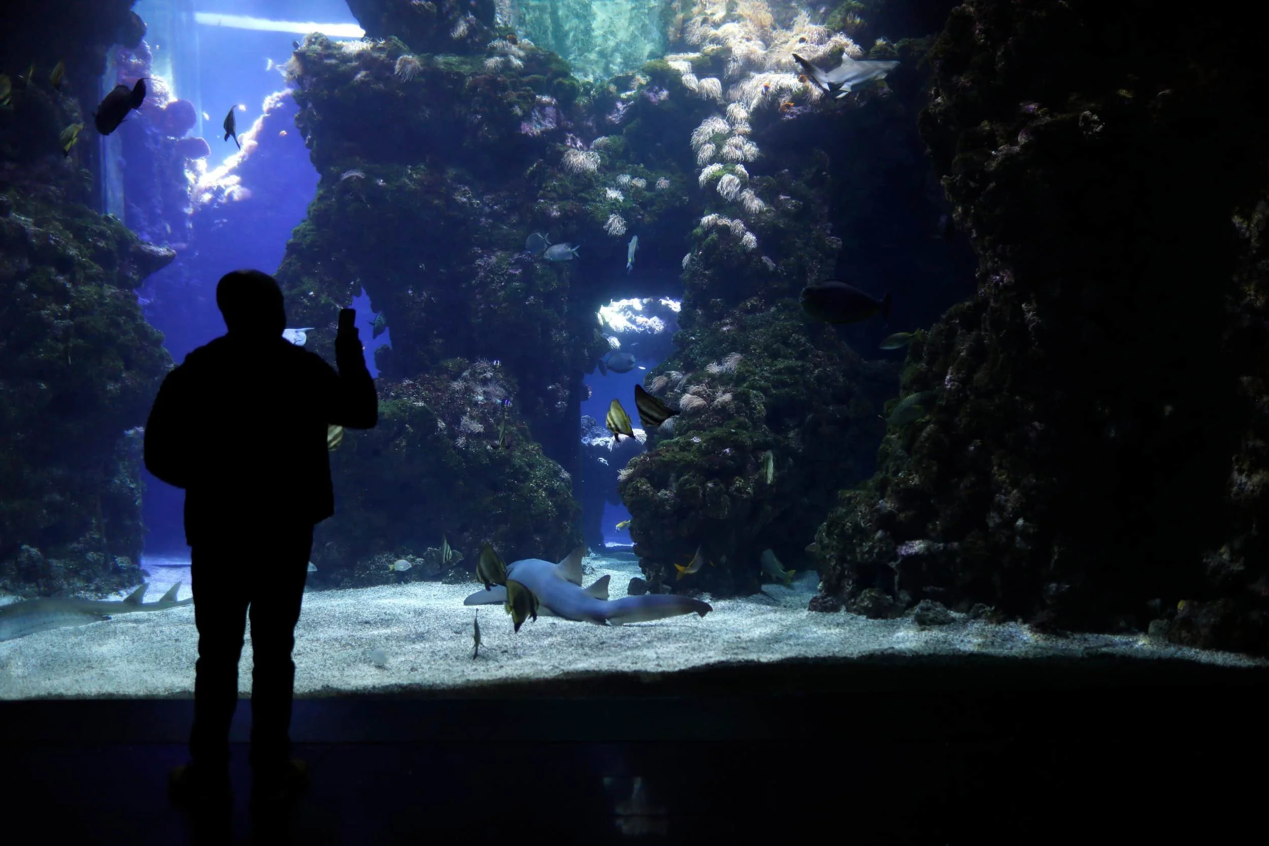 Musée Océanographique de Monaco