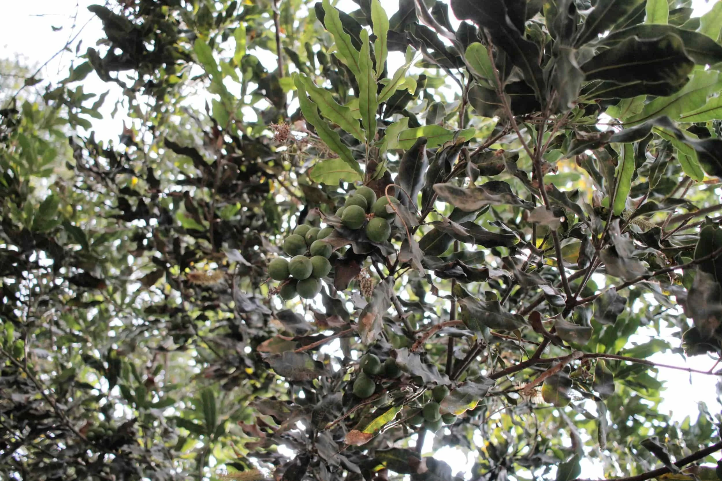 Valhalla Macadamia Farm