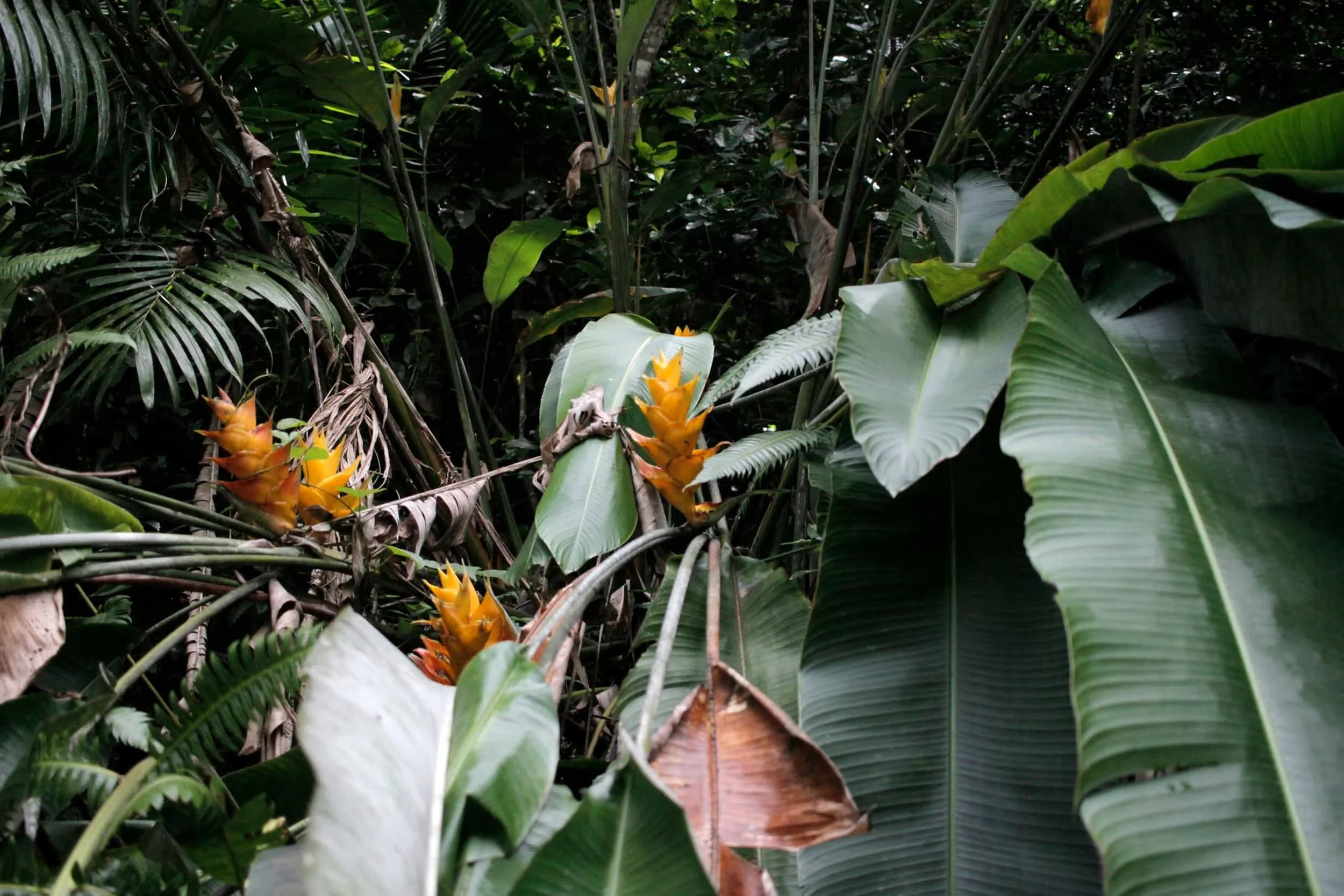El Yunque National Forest