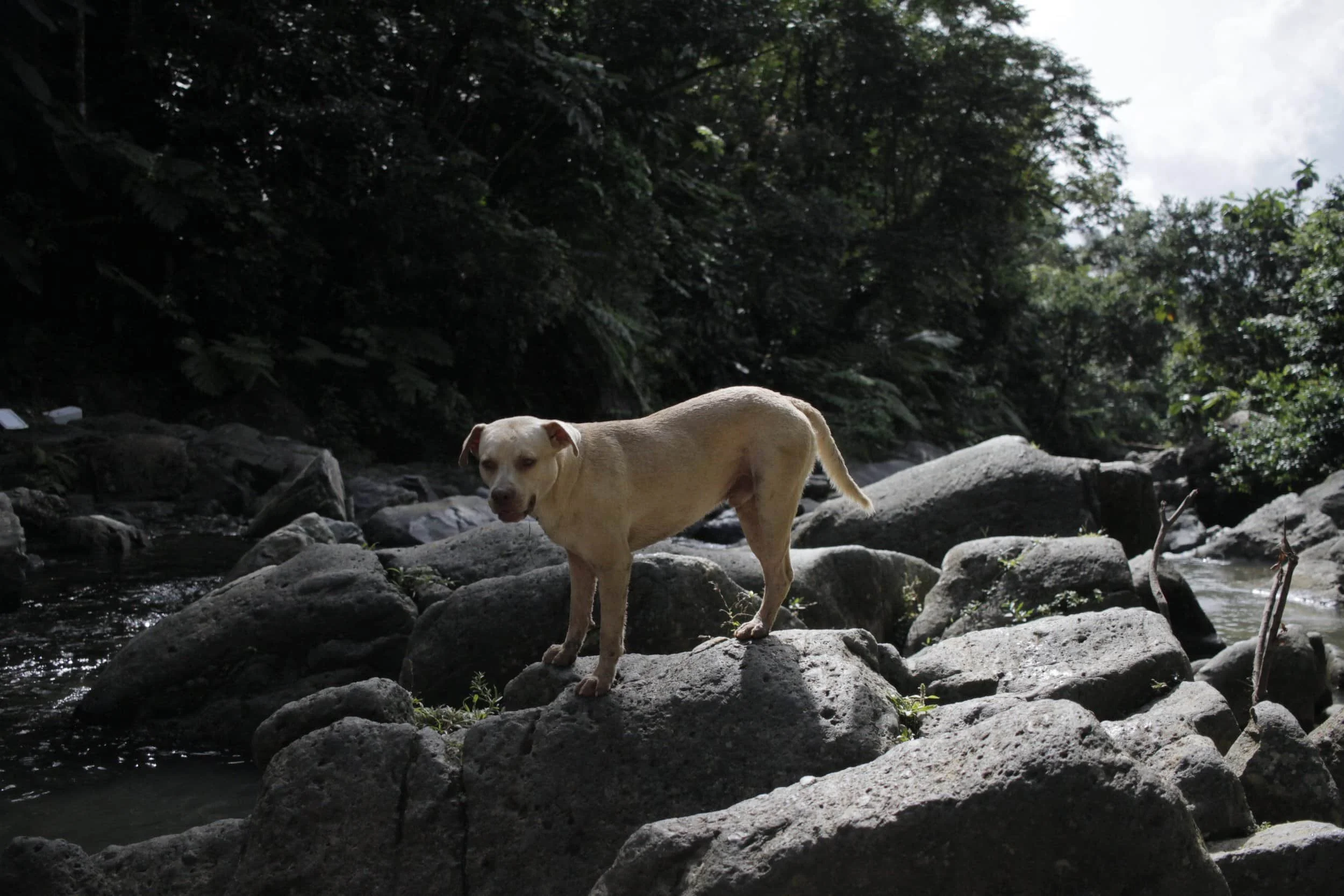 El Yunque National Forest