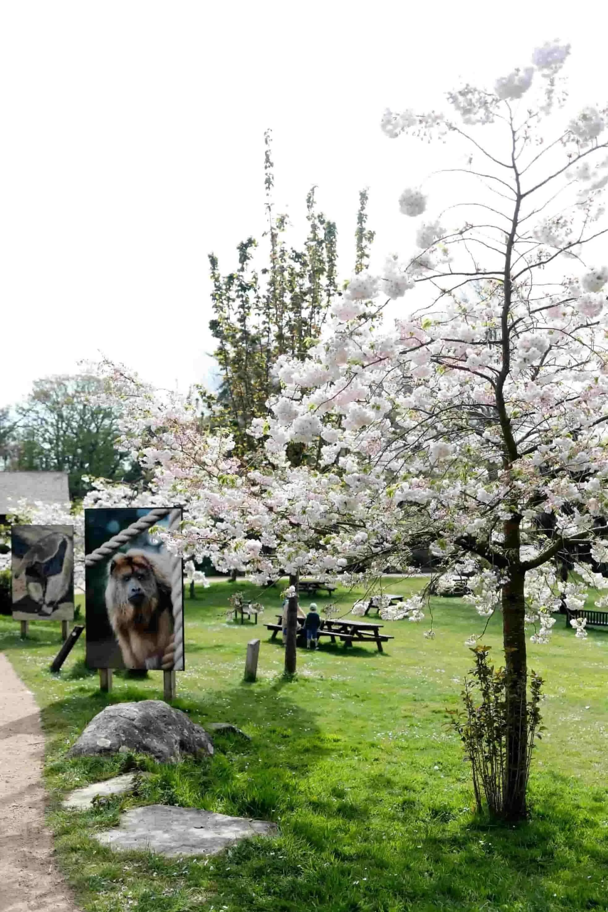 Jersey Zoo entry, cherry blossoms and signage on a green lawn