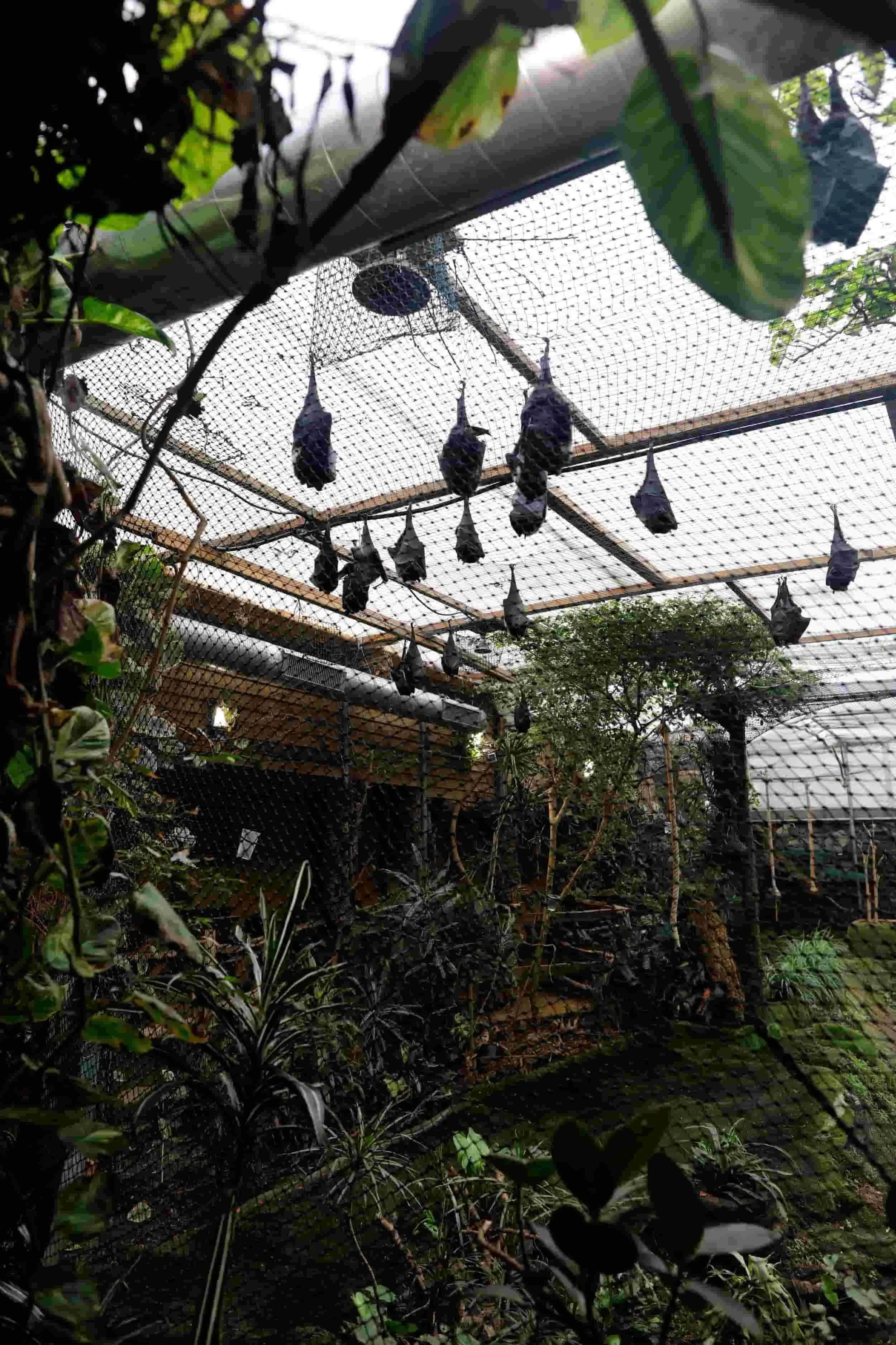 Bat house at Jersey Zoo