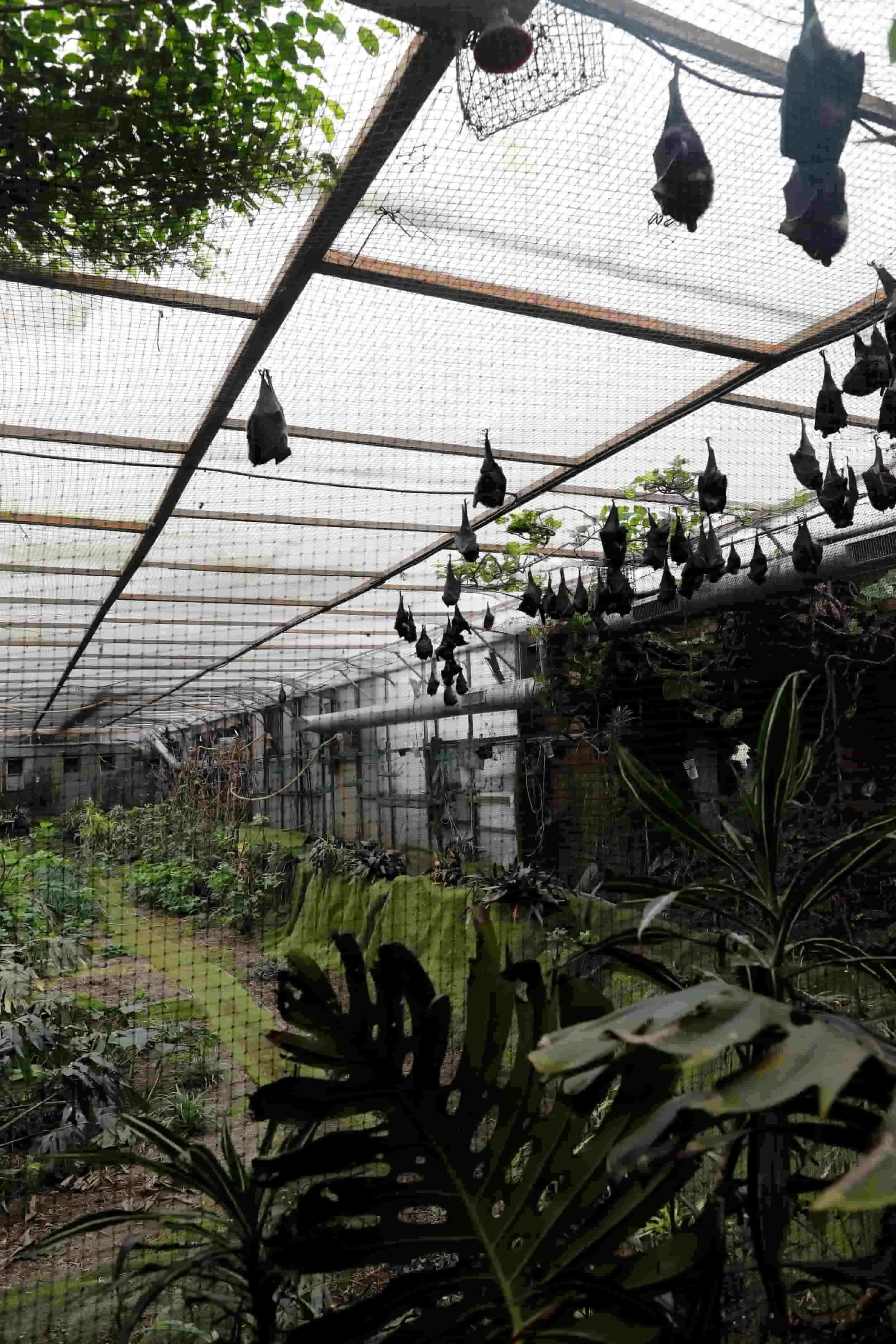 Bat house at Jersey Zoo