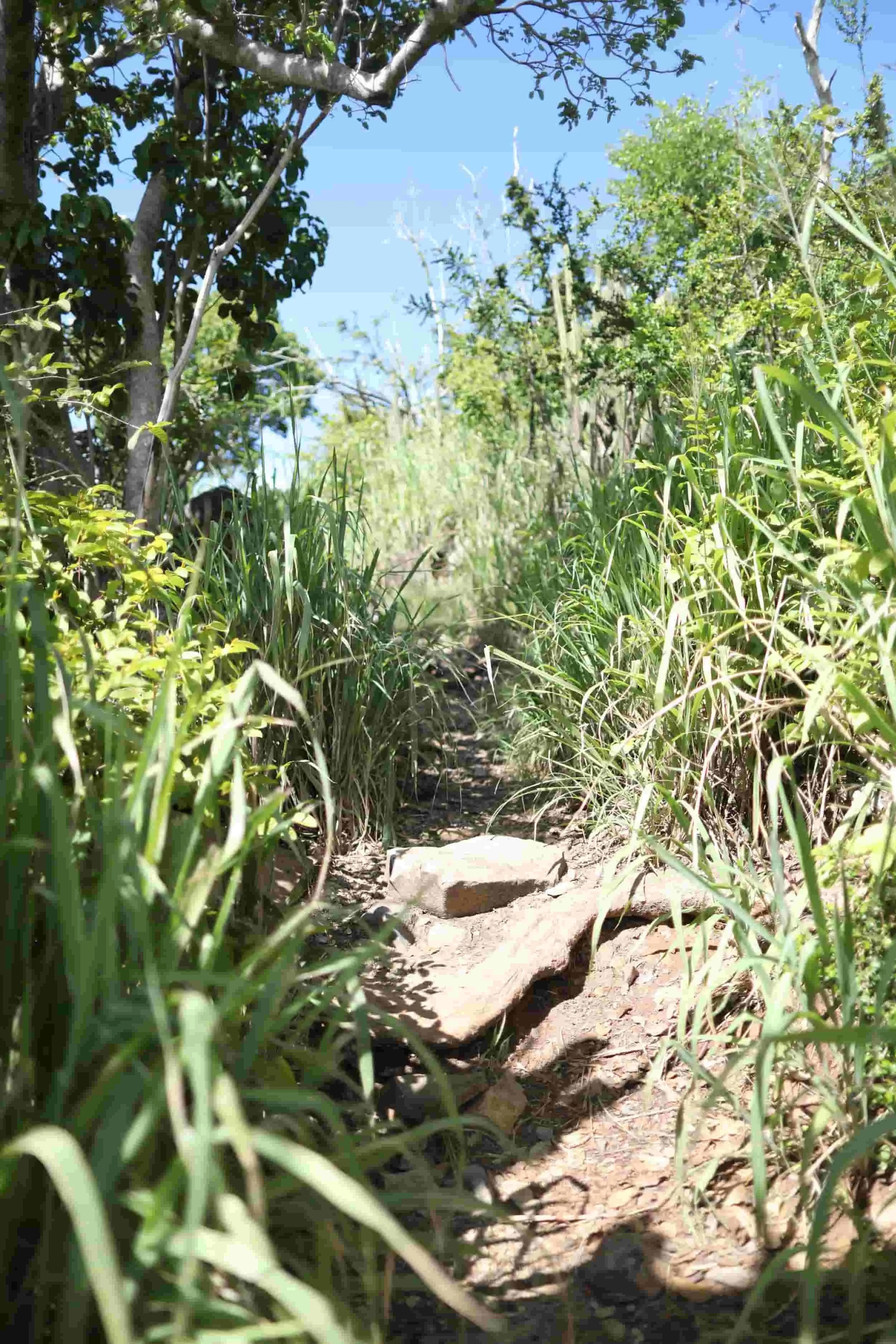Jungle hike to Happy Bay Beach, Saint Martin travel guide