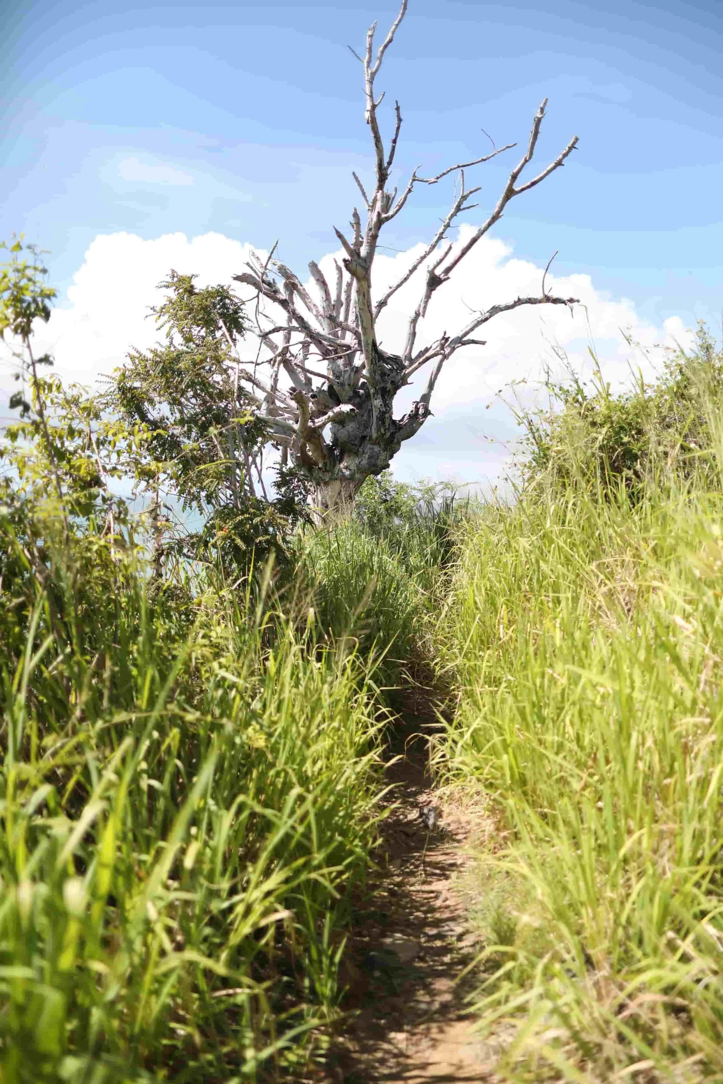 Jungle hike to Happy Bay Beach, Saint Martin travel guide
