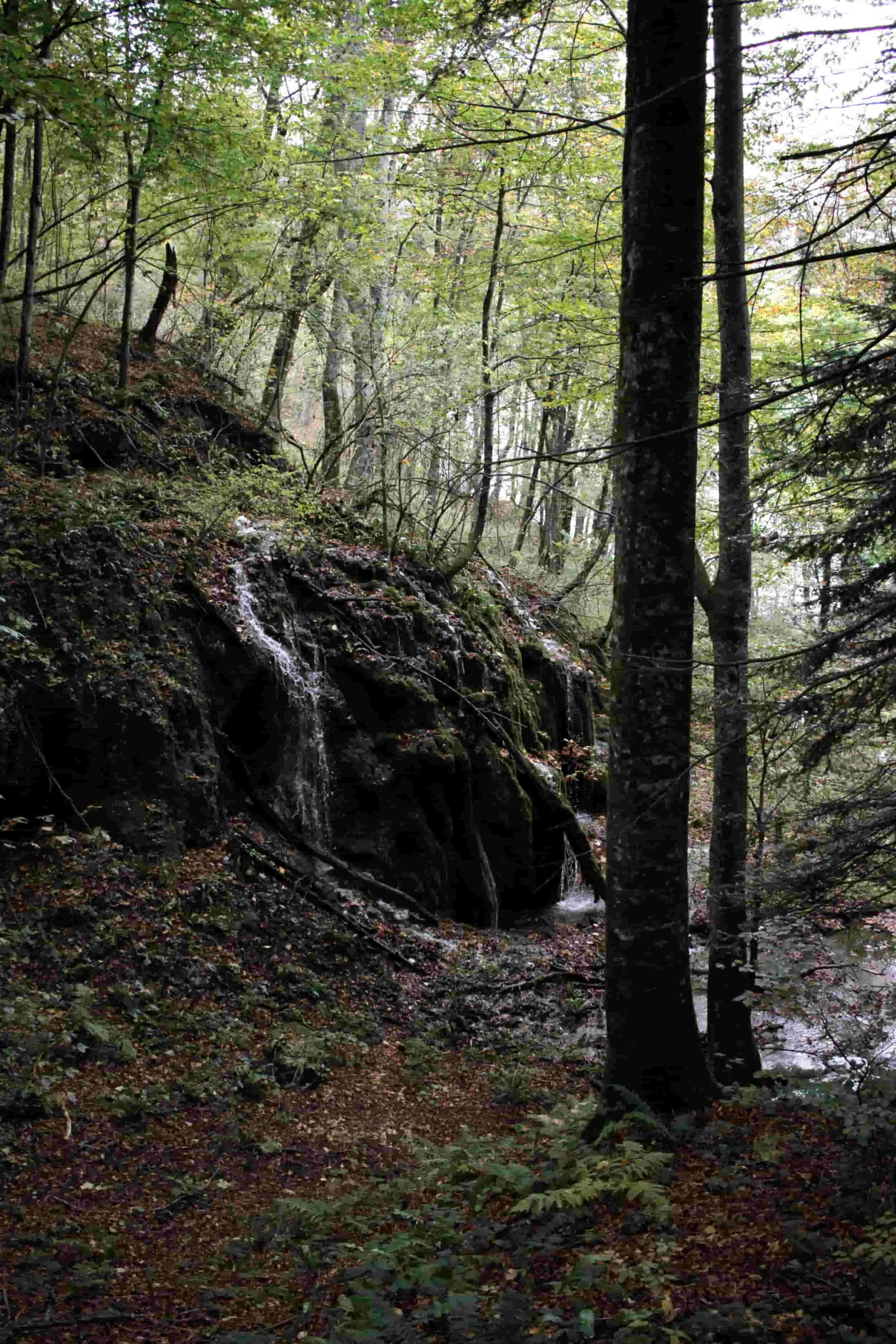 Forest views of Upper Lakes at Plitviče Lakes National Park