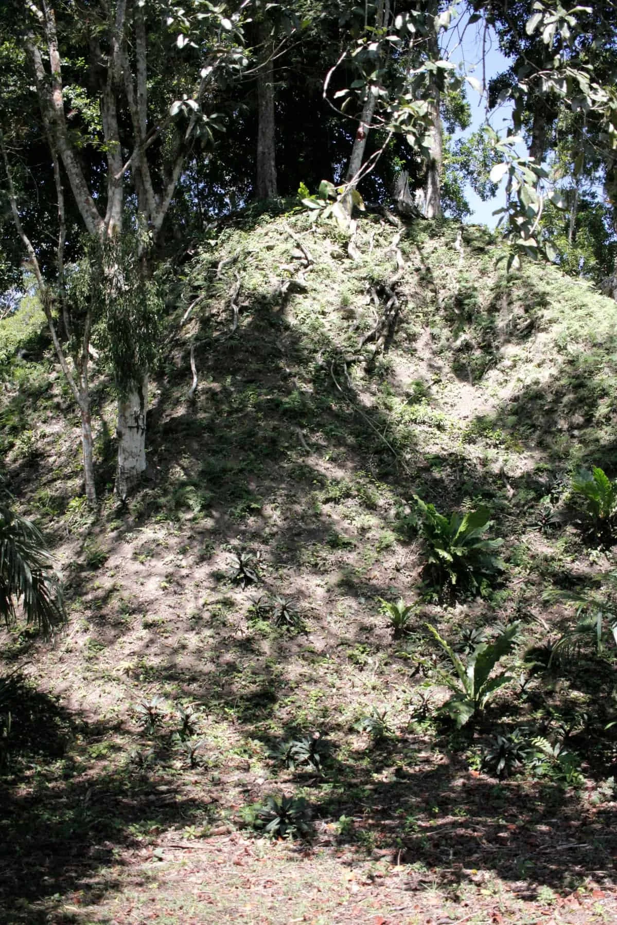 Ruins in the jungle of Tikal National Park in Tikal Guatemala