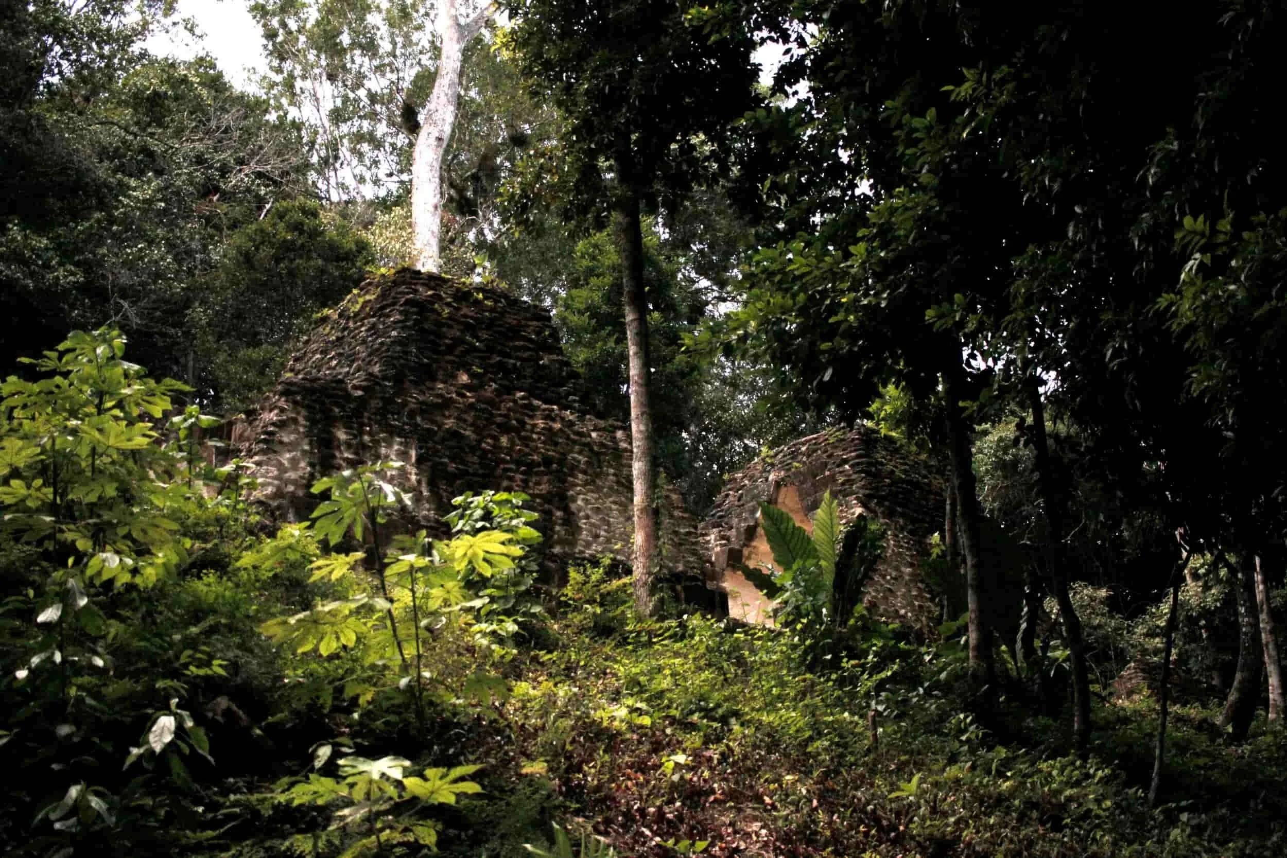 Ruins in the jungle of Tikal National Park in Tikal Guatemala