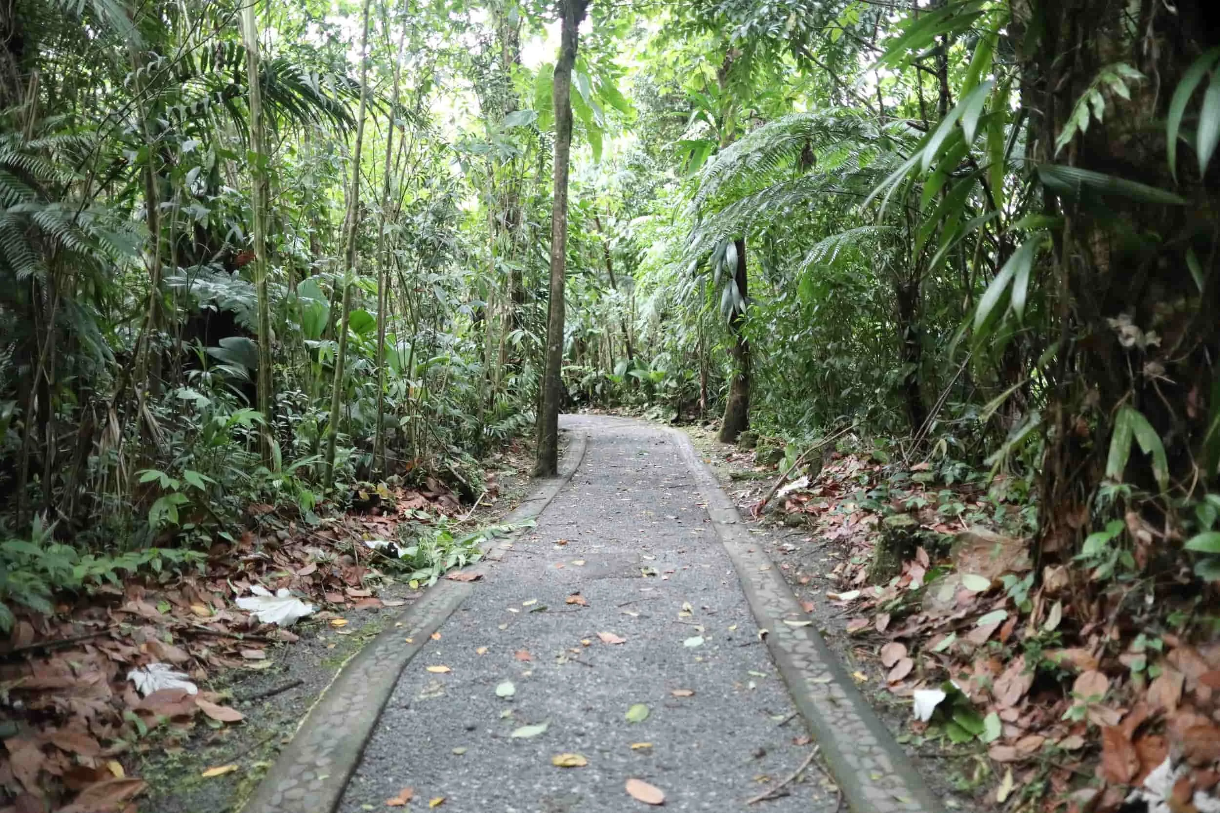 Rainforest trail on Dominica
