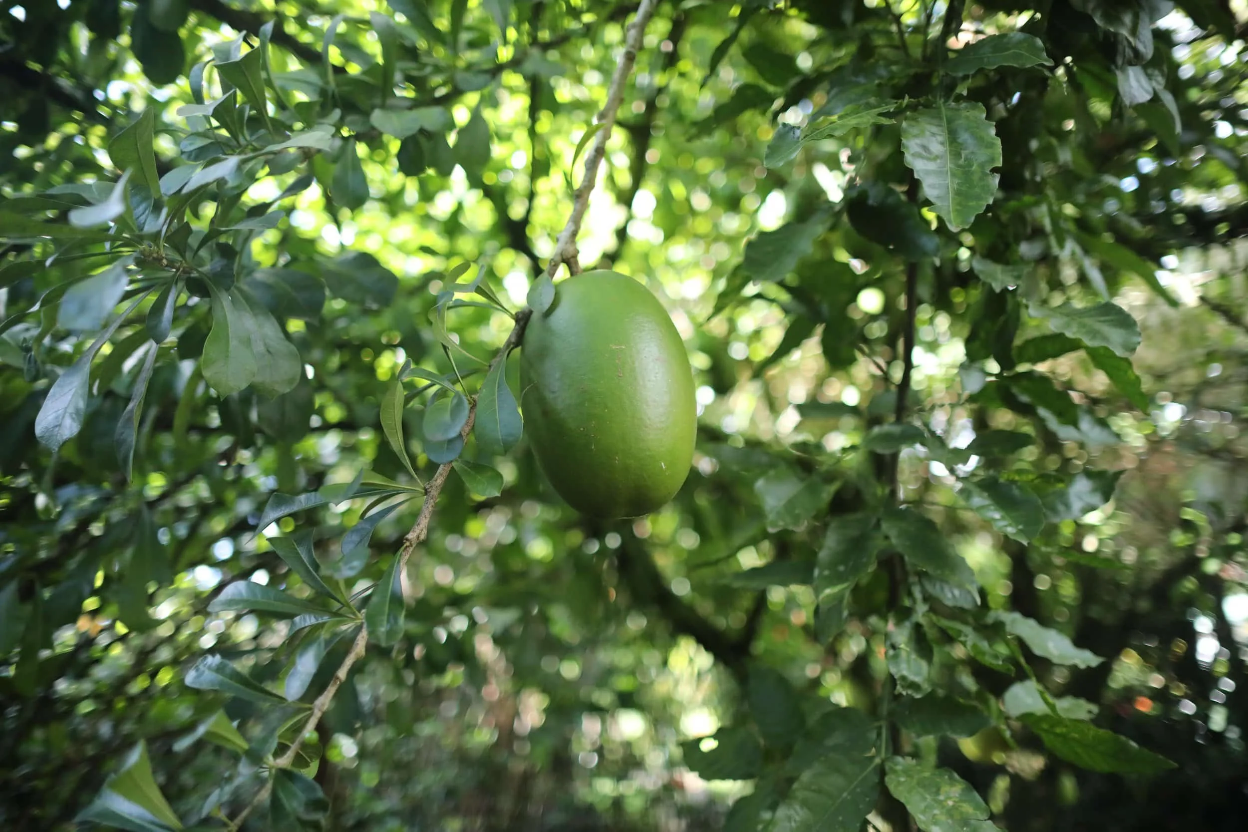 Large avocado in the green trees
