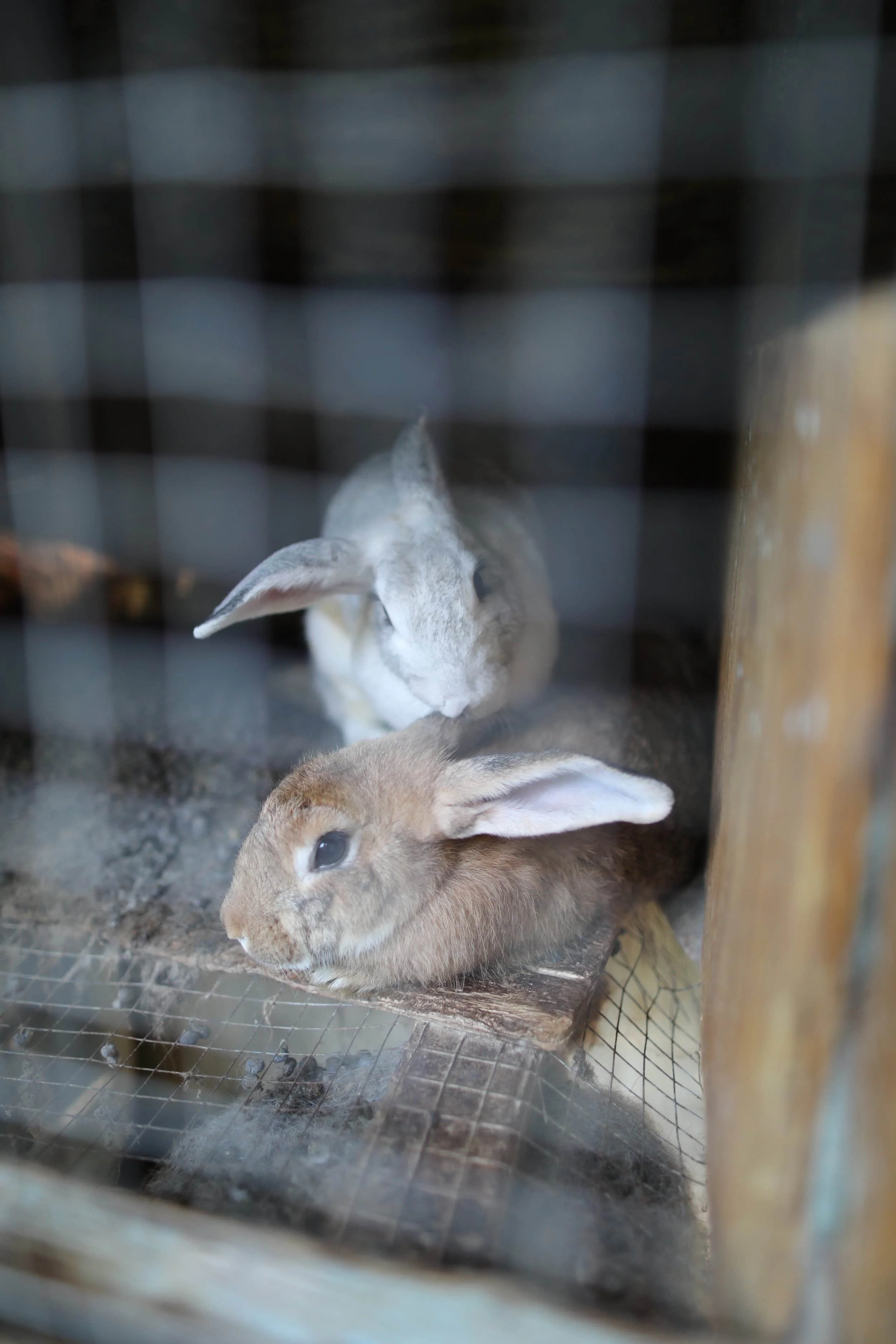 Animals inside an enclosure
