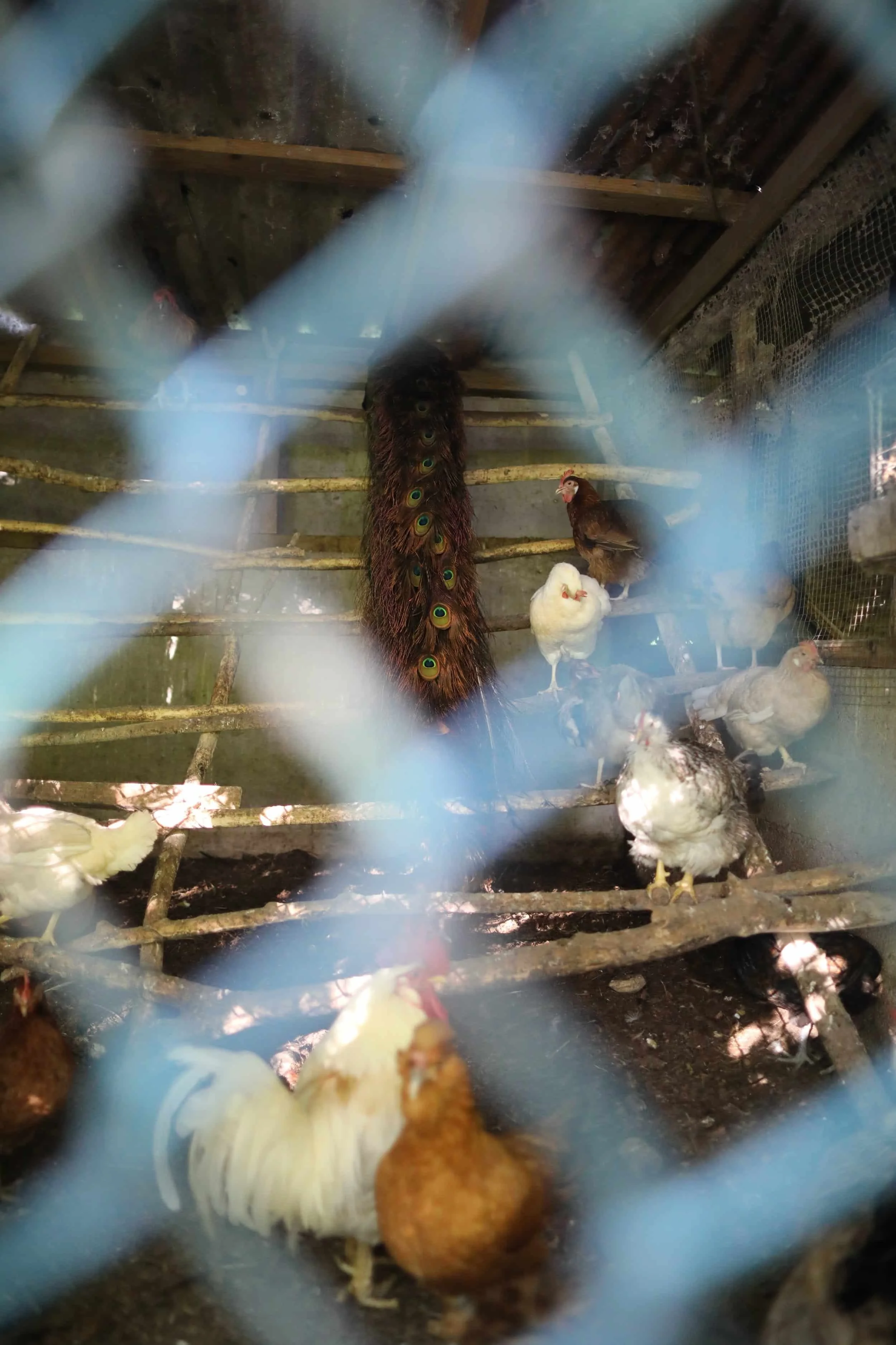 Animals inside an enclosure