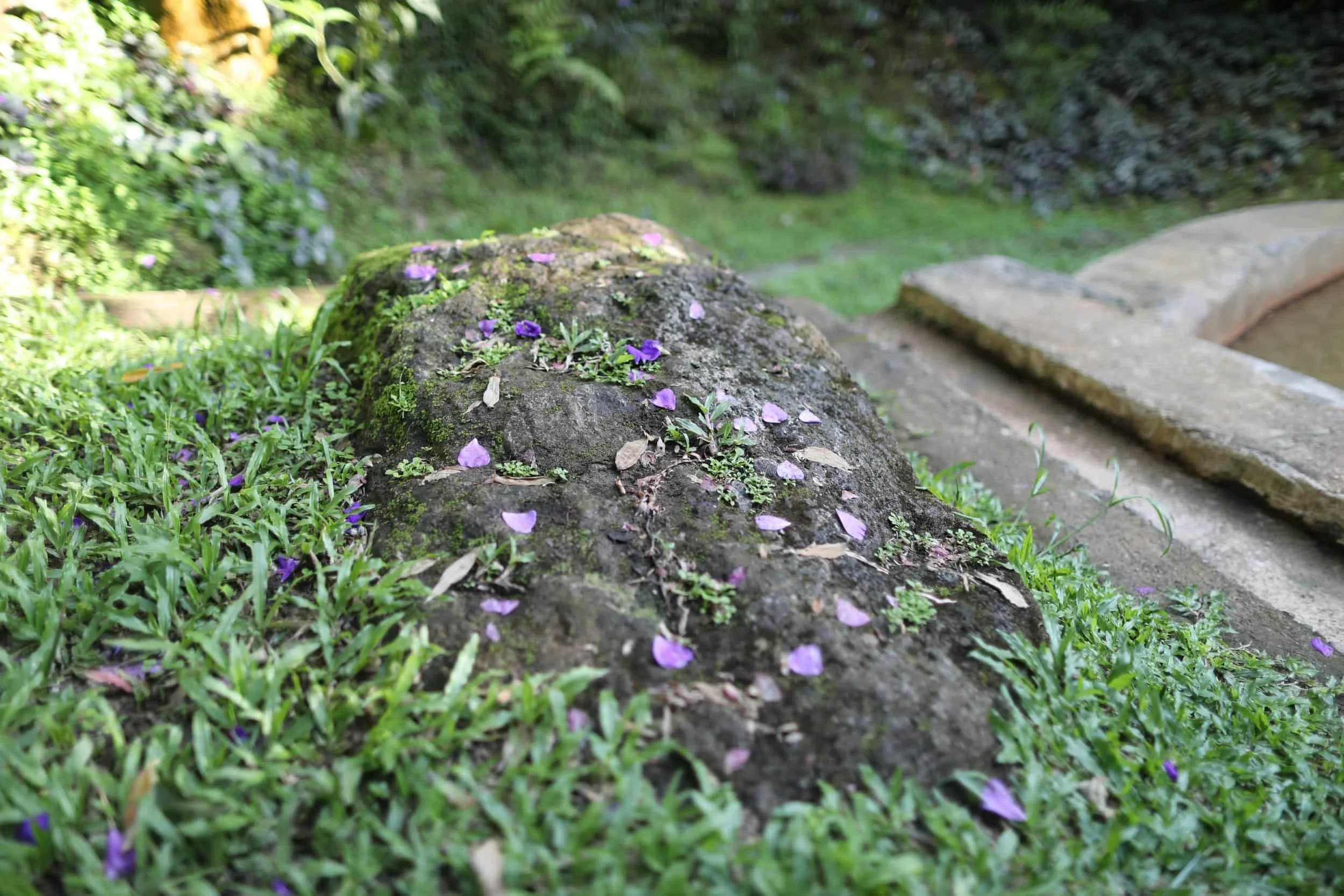 purple flower petals on a rock surrounded by grass