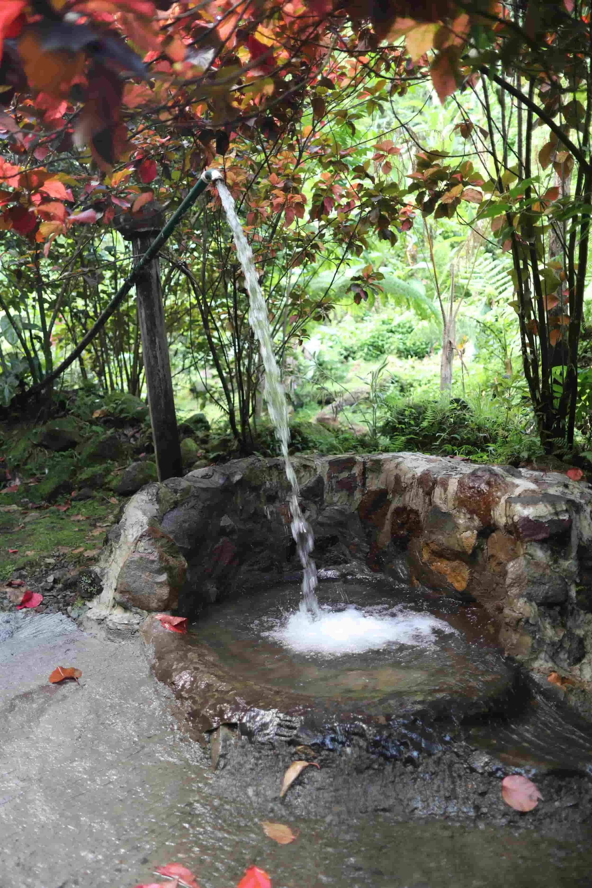 Autumn leaves and cold shower at hot springs in Dominica