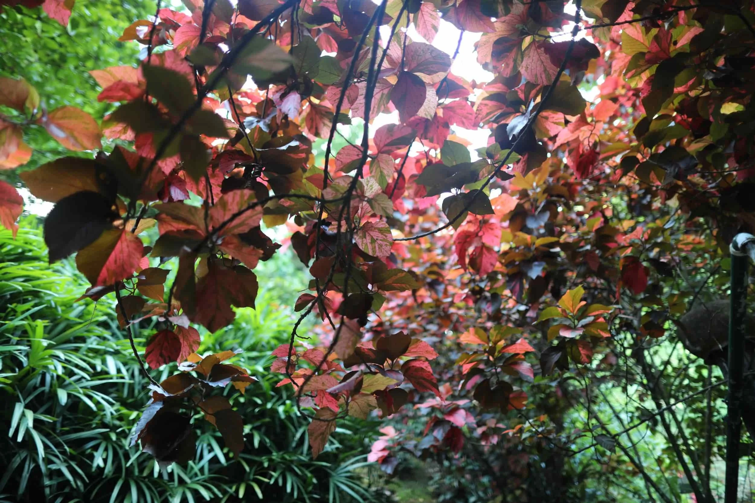 Autumn leaves in the jungle
