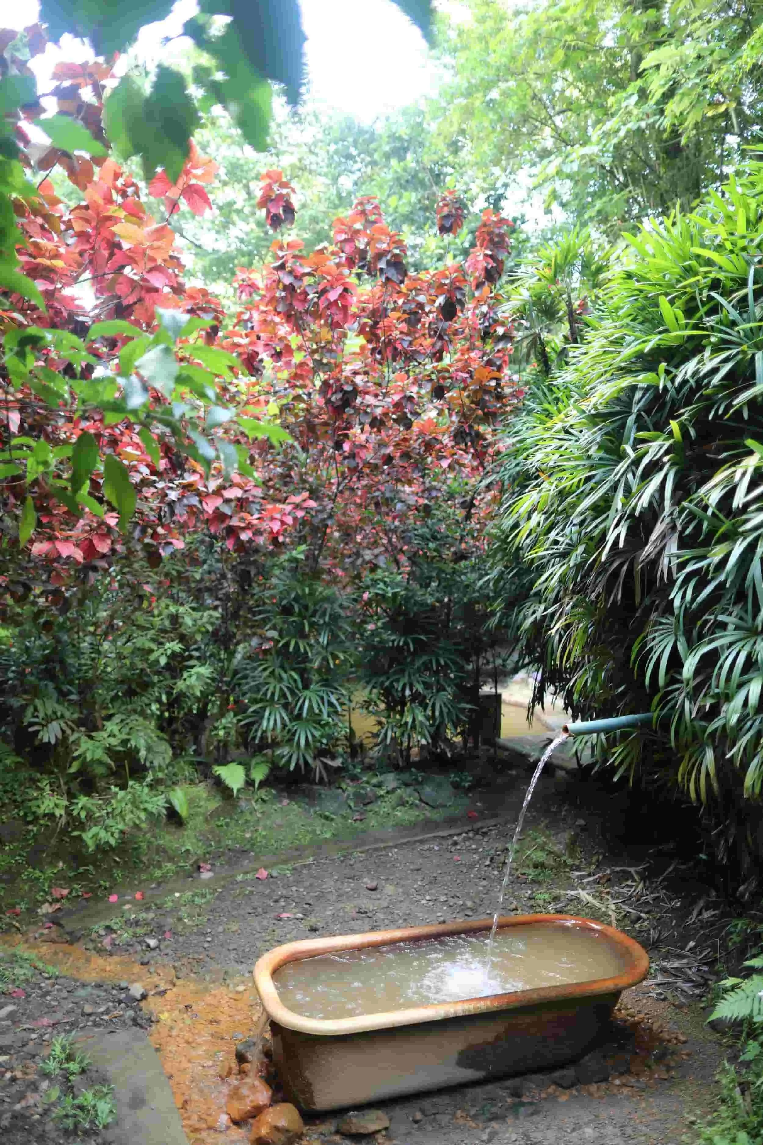 Autumn leaves in the jungle surrounding a tub with warm water at hot springs