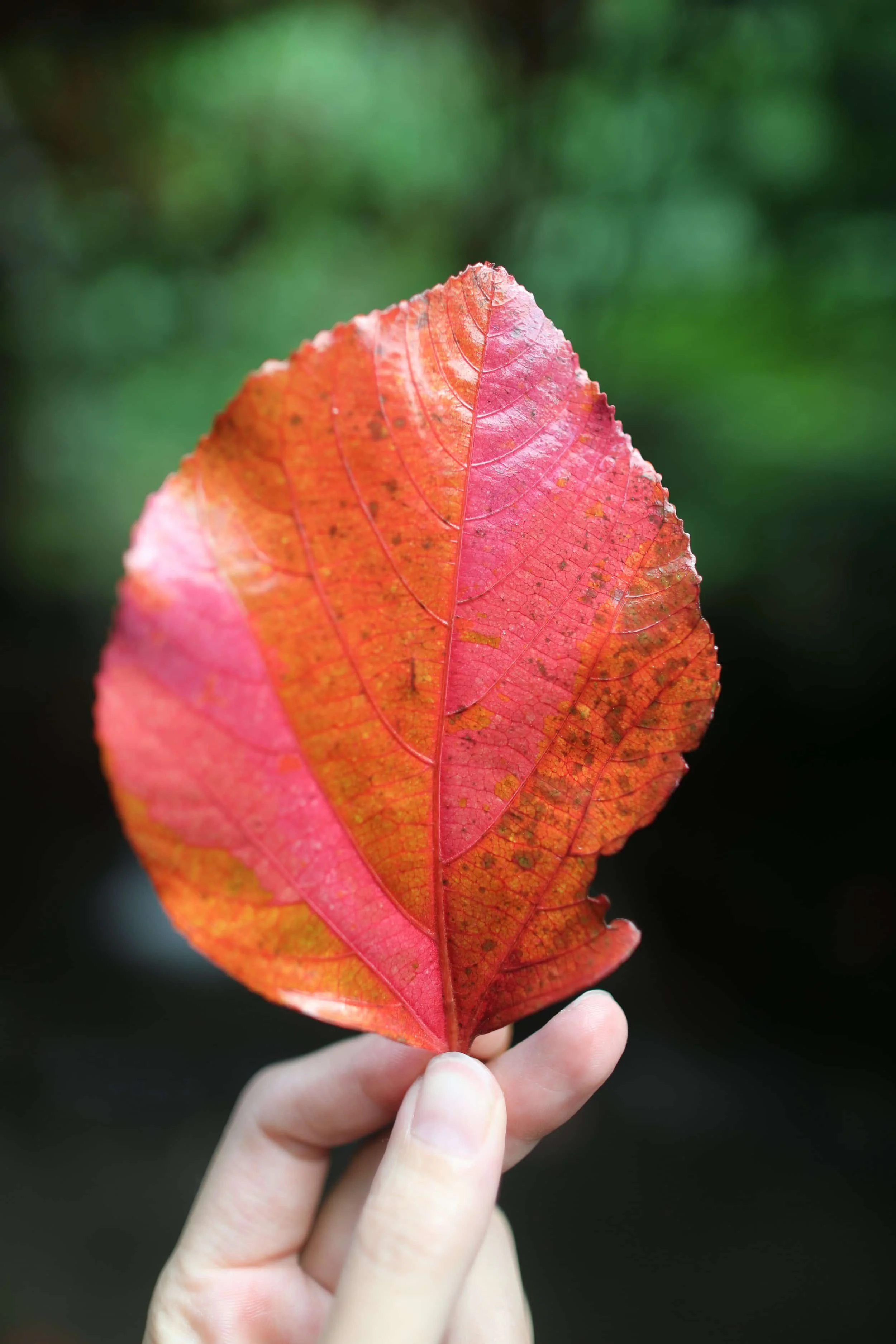 Bright pink and orange leaf held up by a woman's hand in the jungle