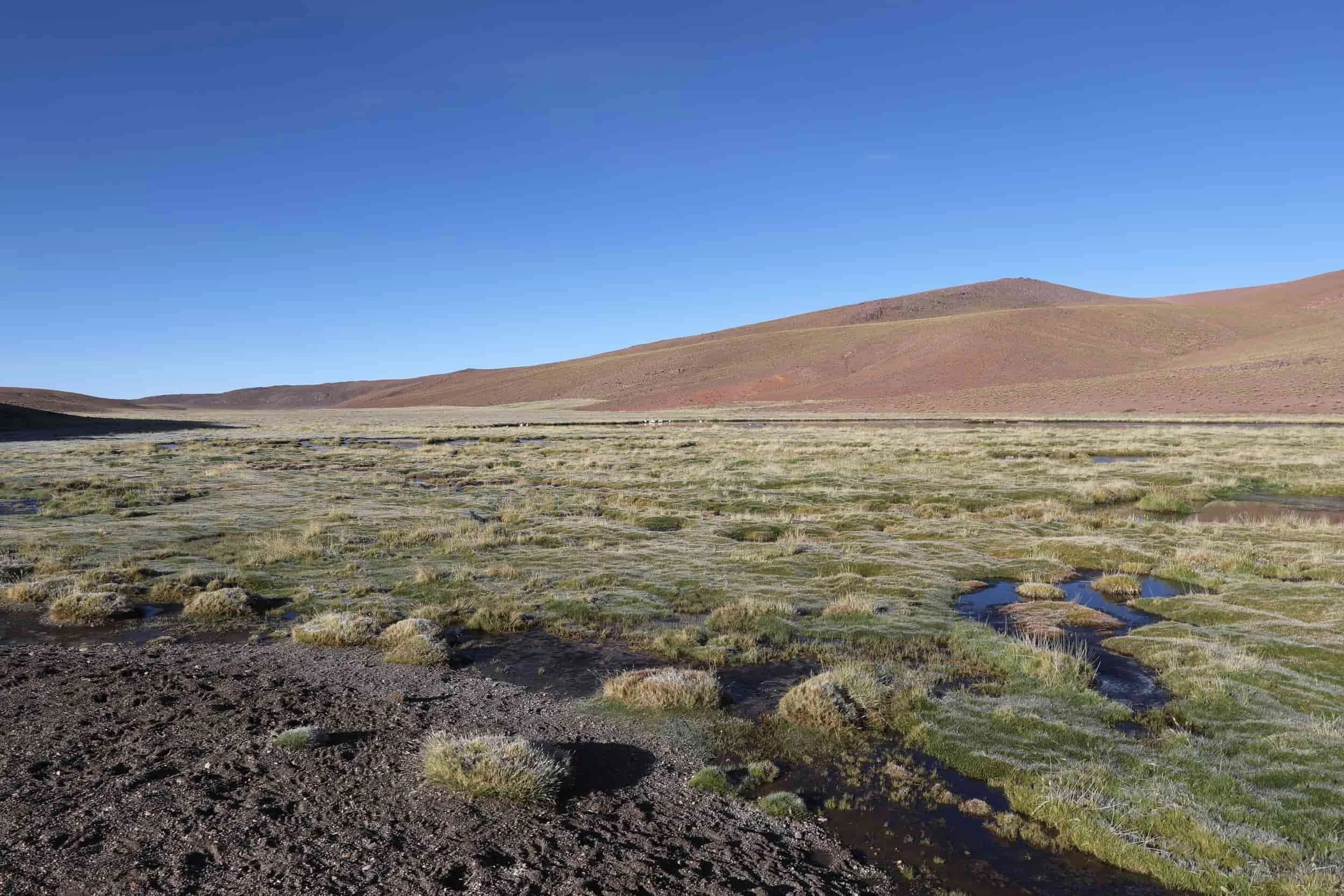 Lush high-altitude wetlands and mountain scenery along the return journey from El Tatio Geysers.