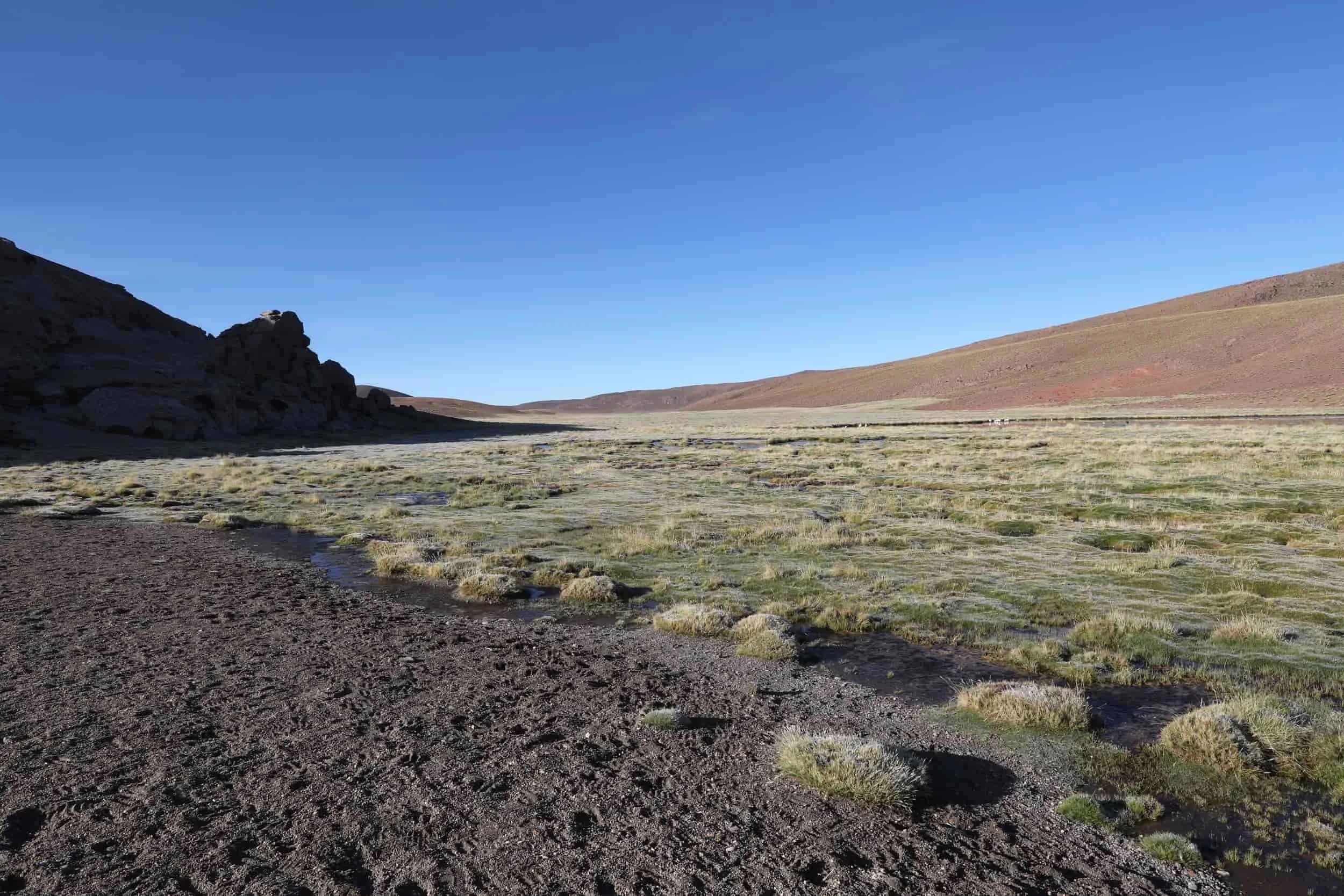 Lush high-altitude wetlands and mountain scenery along the return journey from El Tatio Geysers.