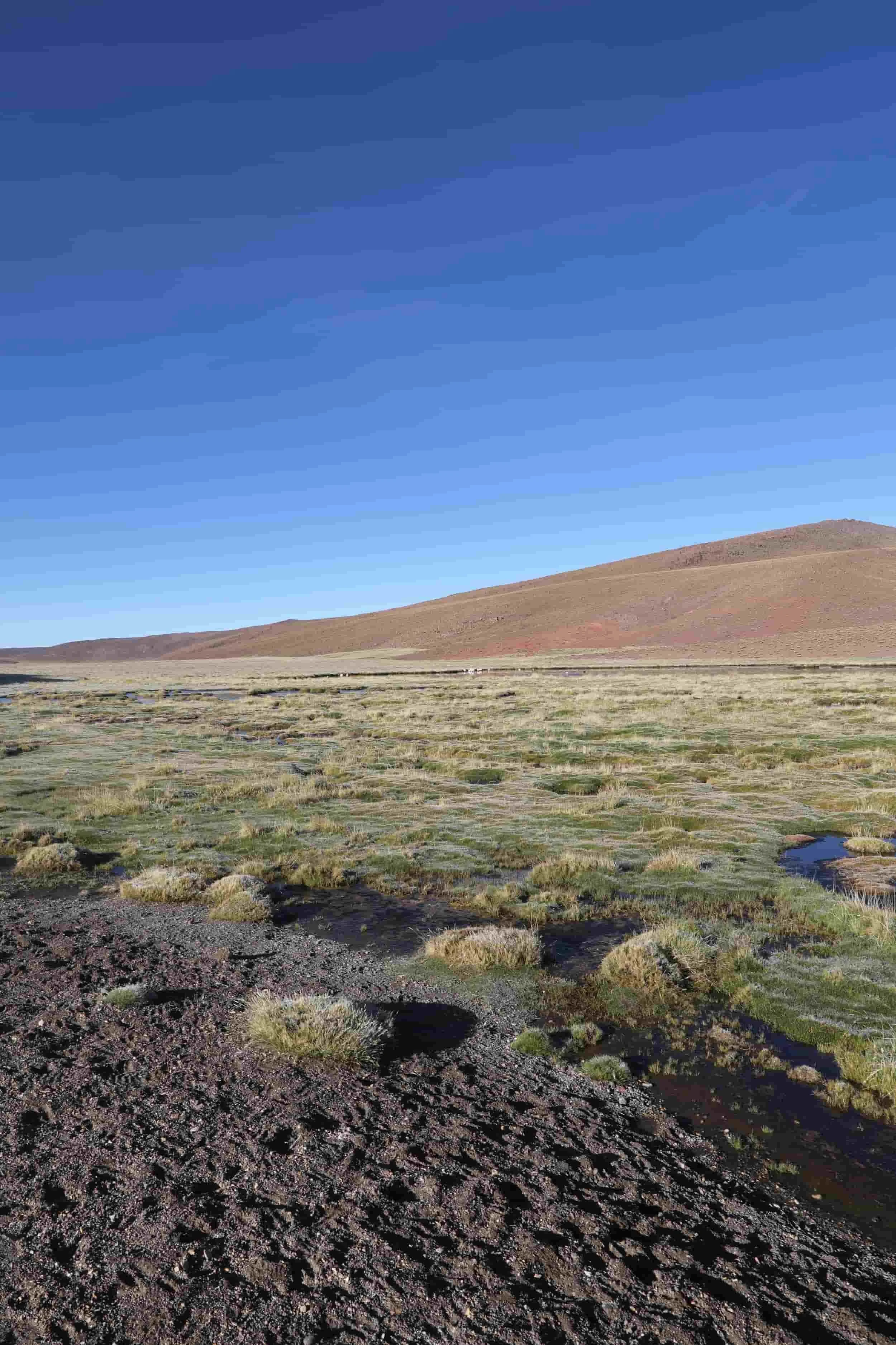 Lush high-altitude wetlands and mountain scenery along the return journey from El Tatio Geysers.